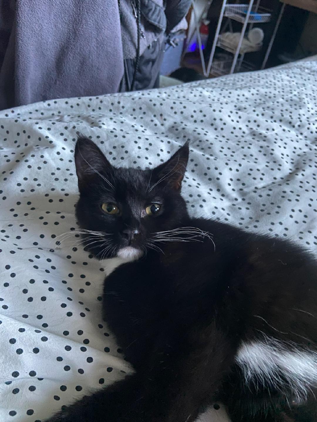 Enlarge Love Lace, a Adoptable Domestic Short Hair in Burlington, WA image 2/3