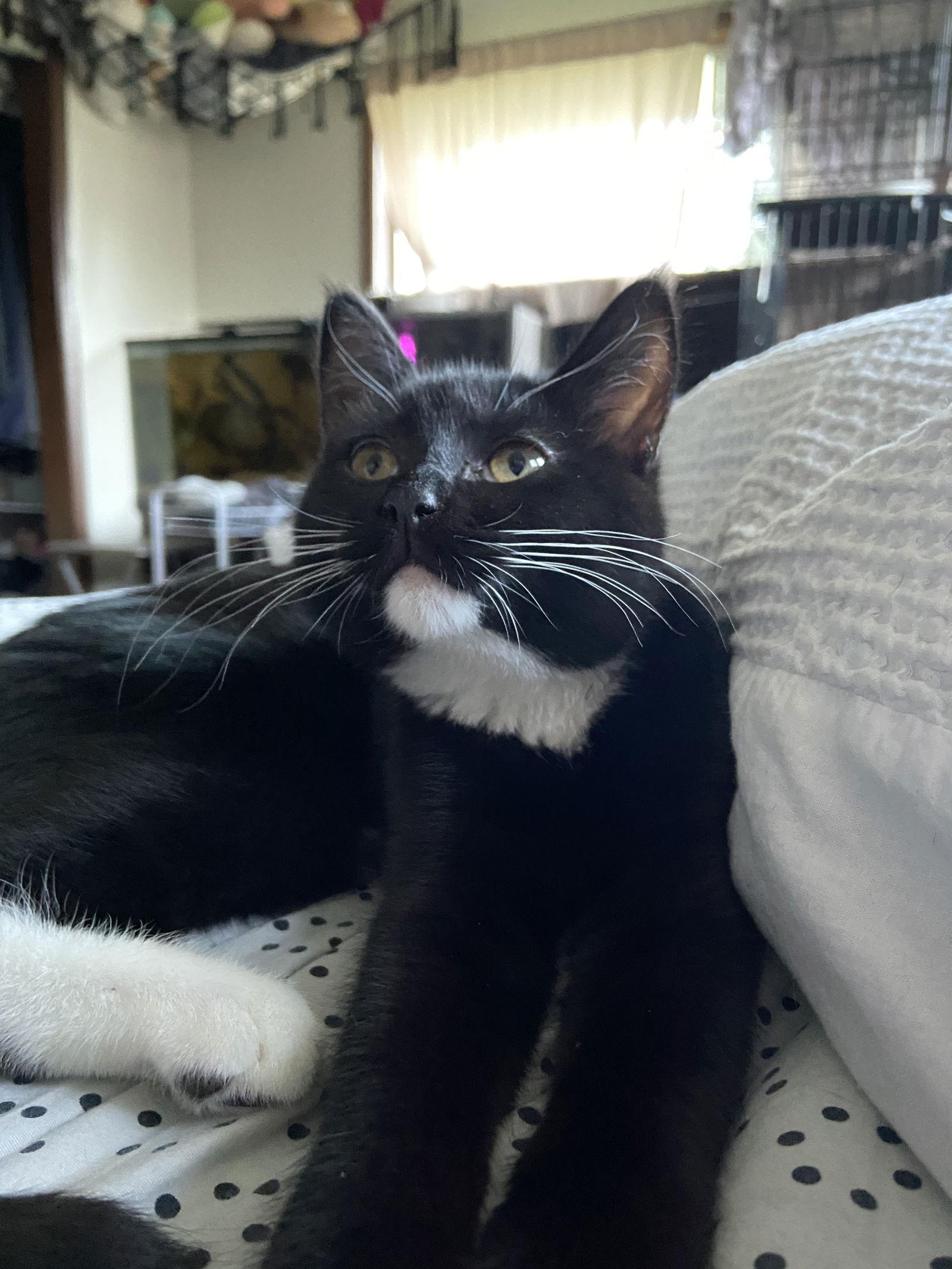 Enlarge Love Lace, a Adoptable Domestic Short Hair in Burlington, WA image 3/3