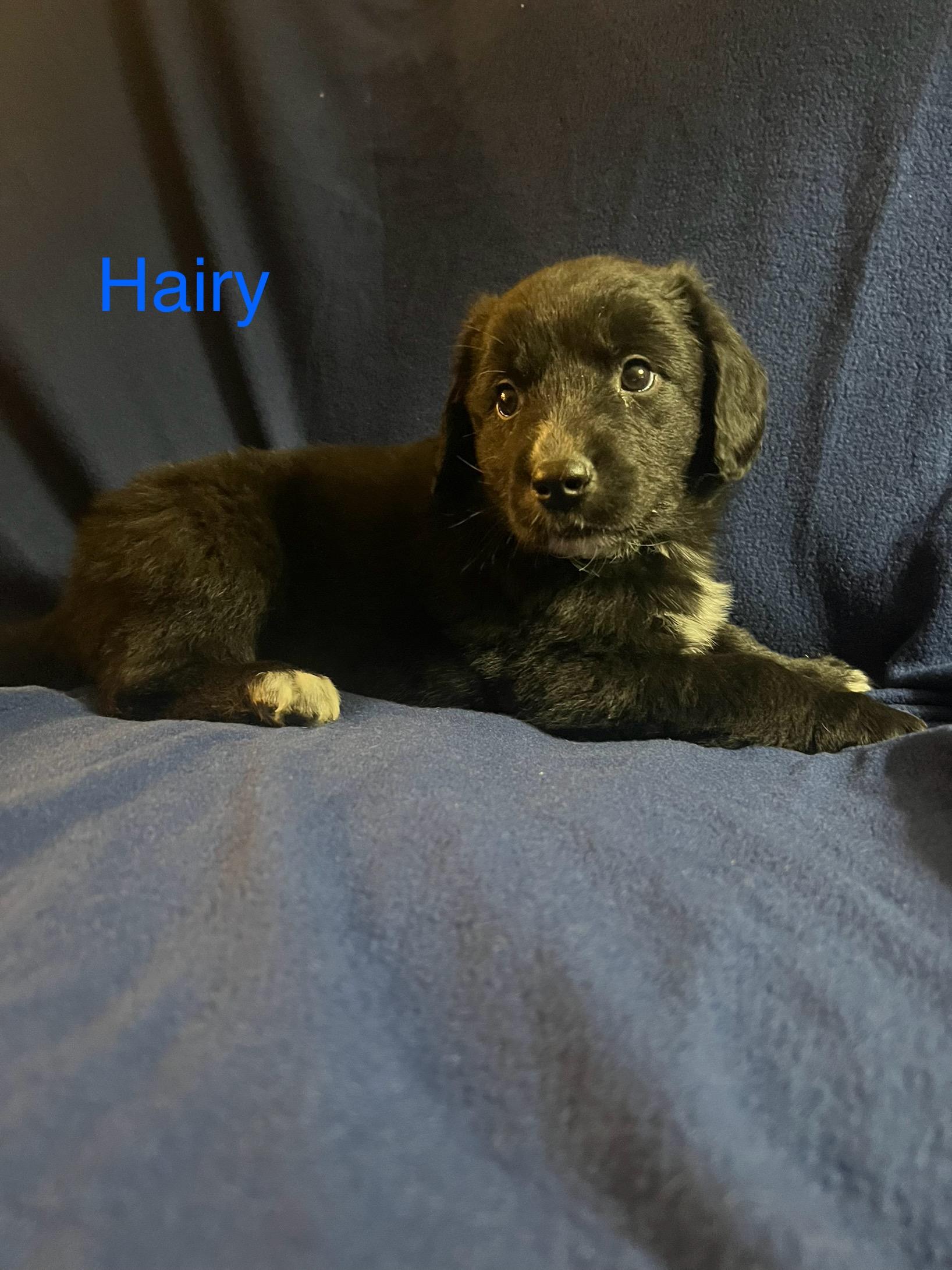 Hairy, adopted, Puppy Male Labrador Retriever.