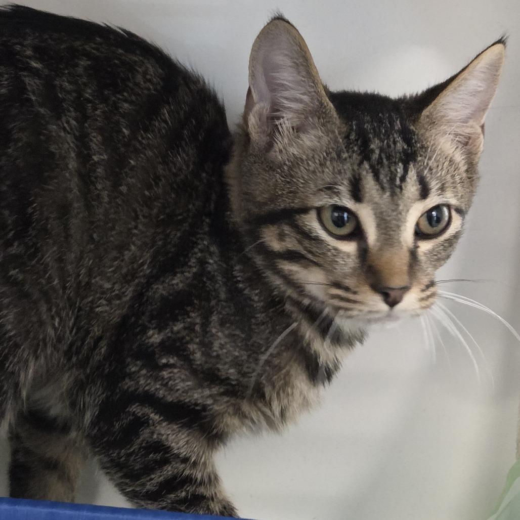 Marmalade, Adoptable, Kitten Male Domestic Short Hair & Mixed Breed.