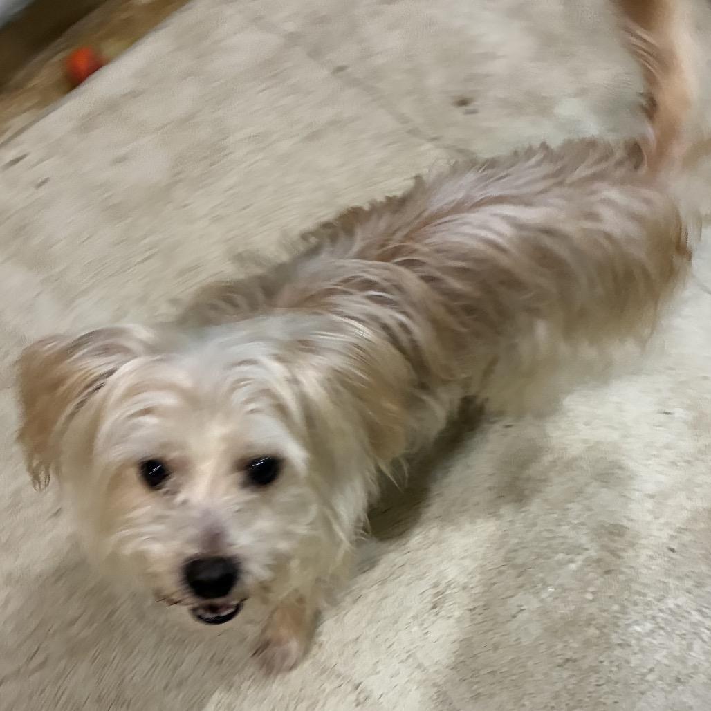 Poppers, Adoptable, Adult Male Jack Russell Terrier & Mixed Breed.