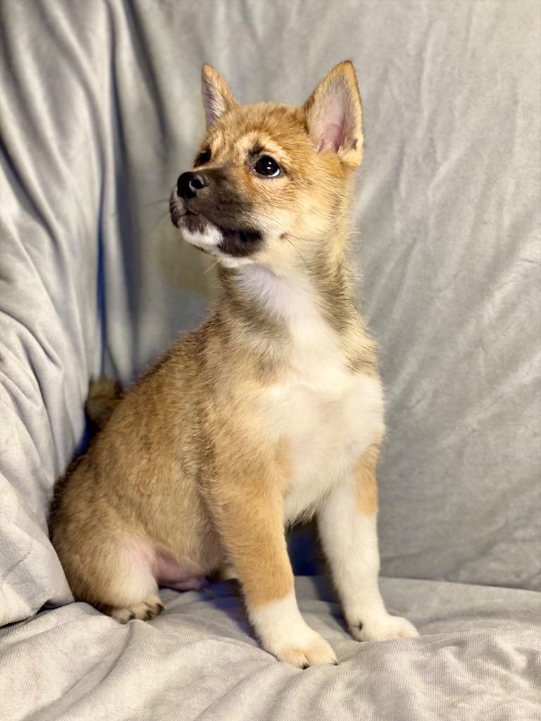 Enlarge Grinch, a Adoptable Shiba Inu in Urbandale, IA image 1/4