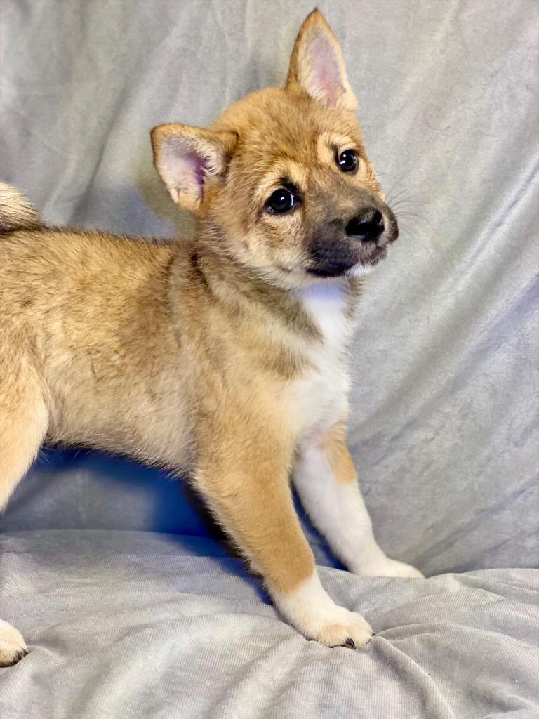 Enlarge Grinch, a Adoptable Shiba Inu in Urbandale, IA image 2/4