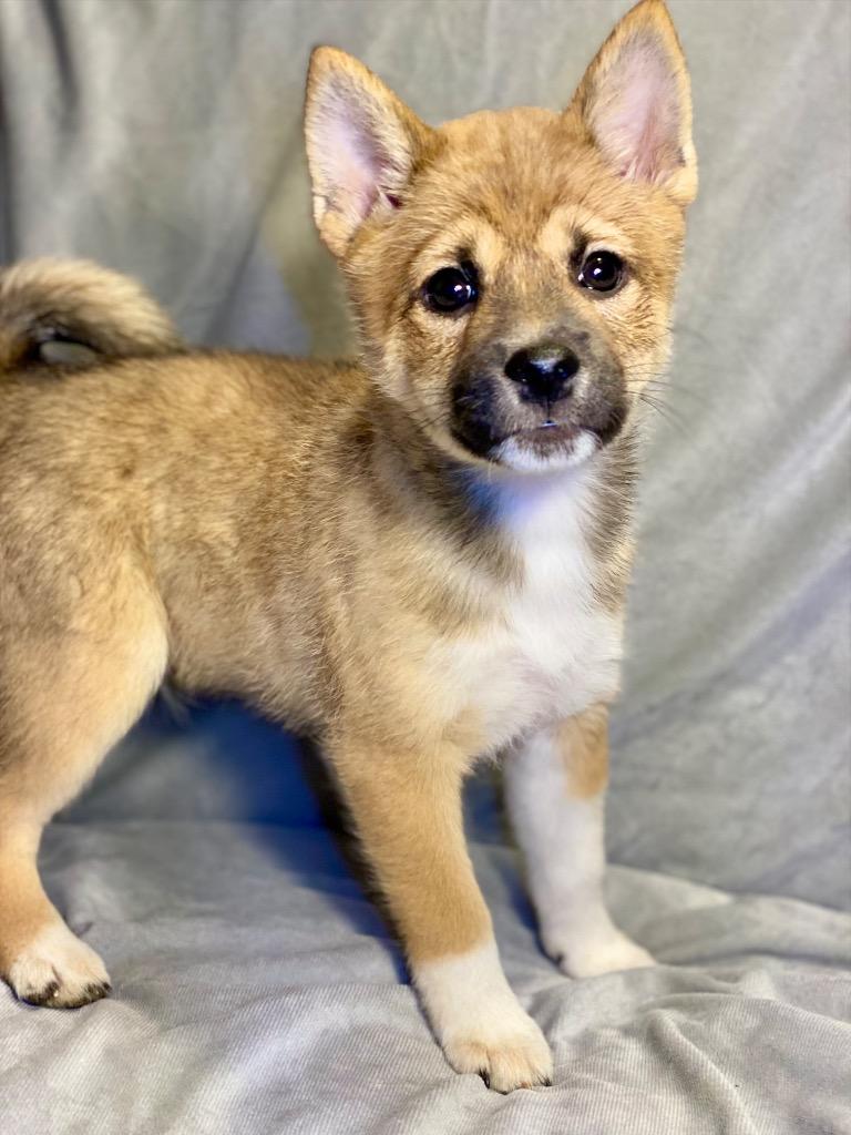 Enlarge Grinch, a Adoptable Shiba Inu in Urbandale, IA image 3/4