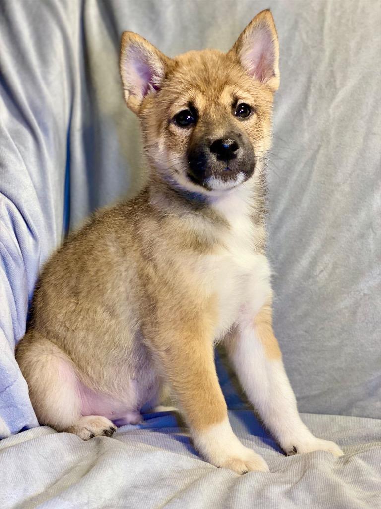 Enlarge Grinch, a Adoptable Shiba Inu in Urbandale, IA image 4/4