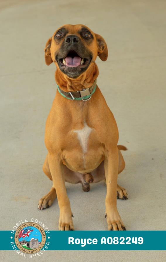 Enlarge ROYCE, a Adoptable mixed breed in Mobile, AL image 1/1