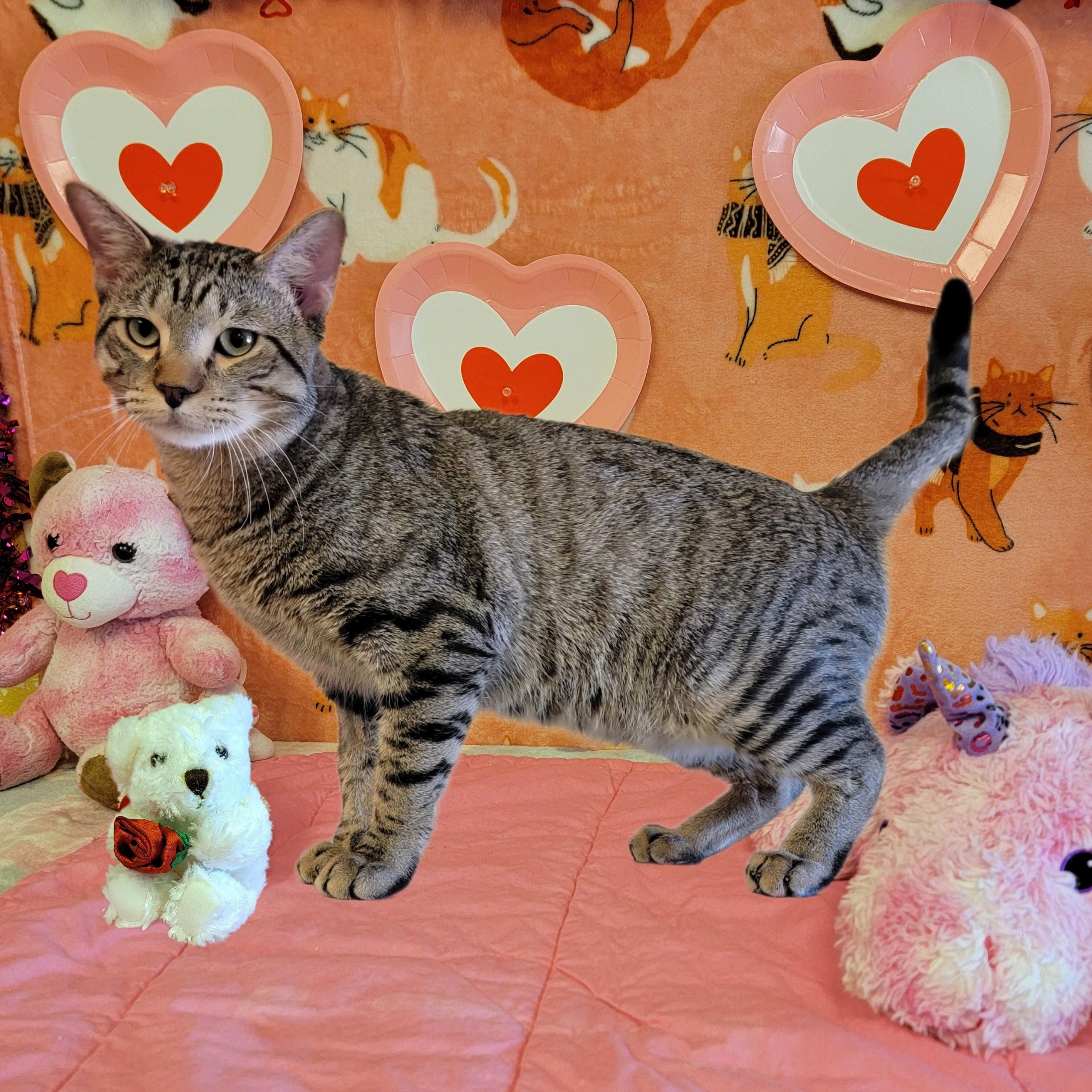 Lucien, ADOPTABLE, Adult Male Domestic Short Hair.