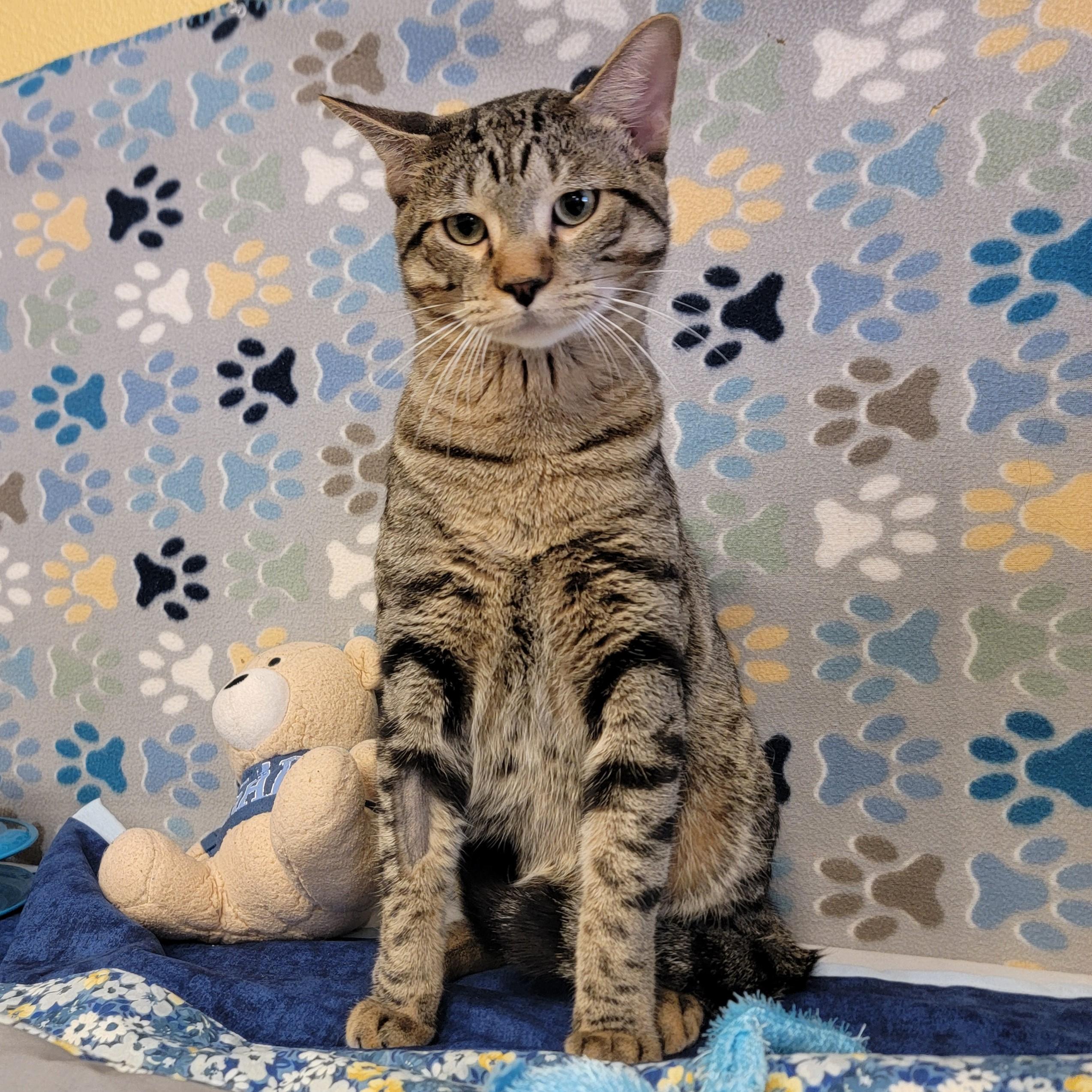 Lucien, ADOPTABLE, Adult Male Domestic Short Hair.