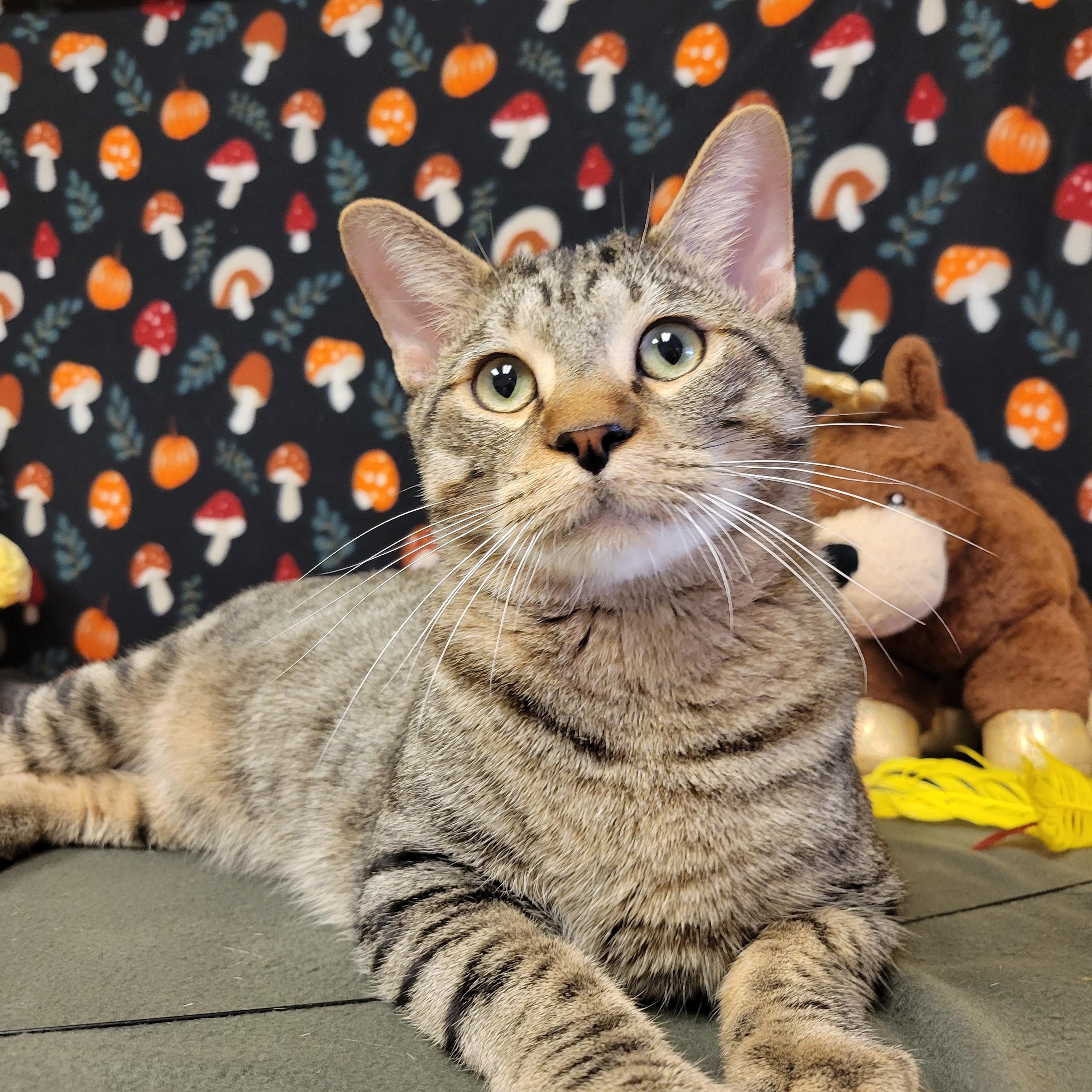 Lucien, ADOPTABLE, Adult Male Domestic Short Hair.