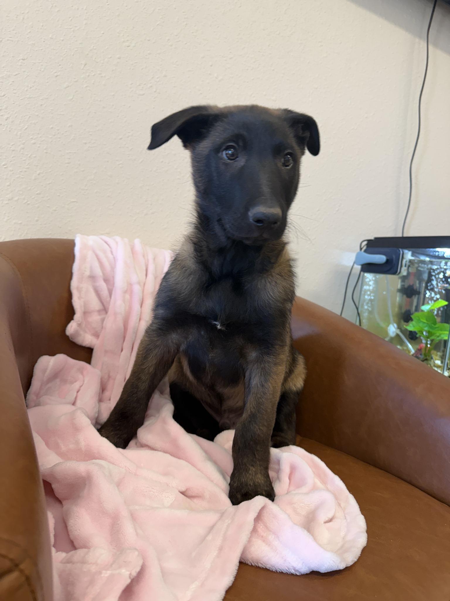 Landen, adopted, Puppy Male Belgian Shepherd / Malinois.