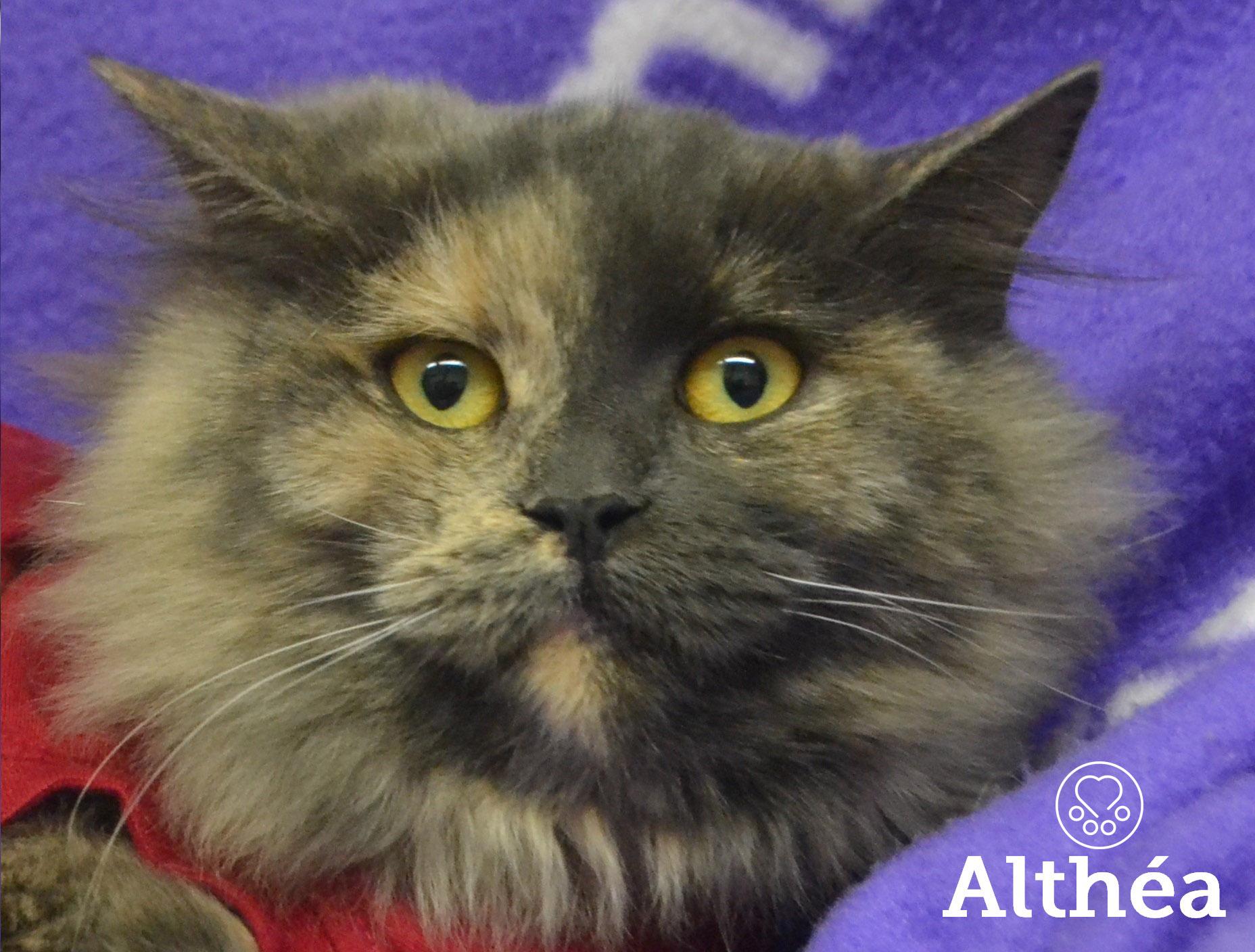 Enlarge Althéa, a Adoptable Domestic Long Hair in Anjou, QC image 1/1