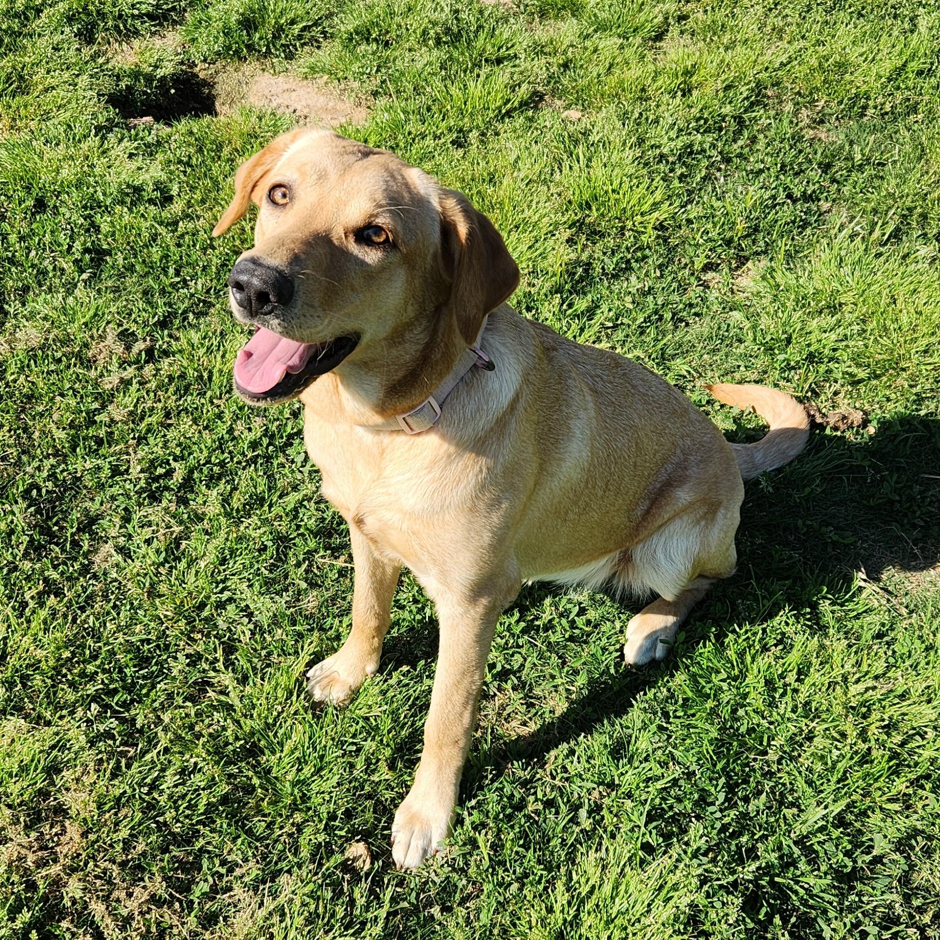 Enlarge Sallie Mae, a ADOPTABLE mixed breed in Siloam Springs, AR image 2/3