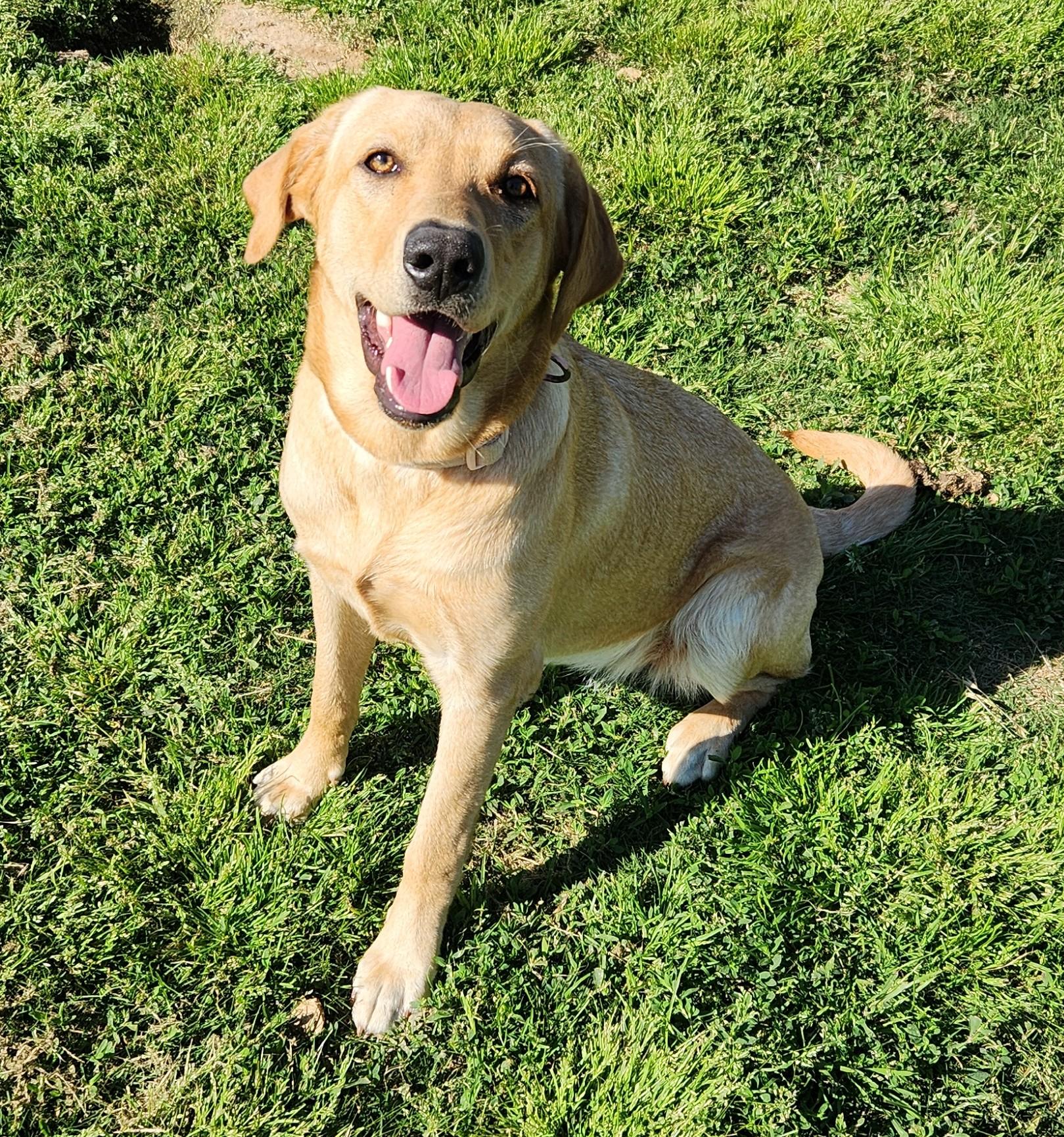 Sallie Mae, ADOPTABLE, Young Female Yellow Labrador Retriever.