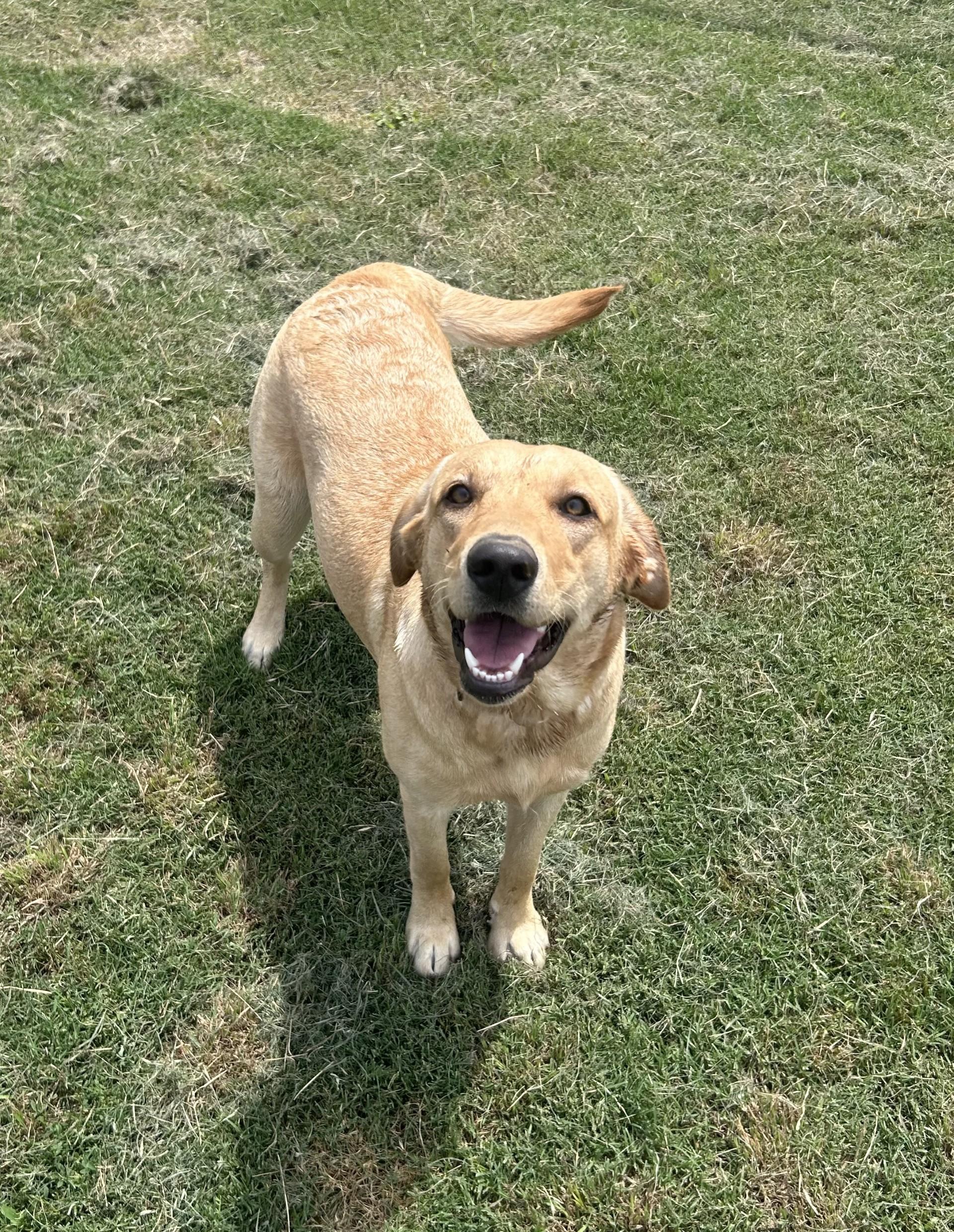 Sallie Mae, ADOPTABLE, Young Female Yellow Labrador Retriever.