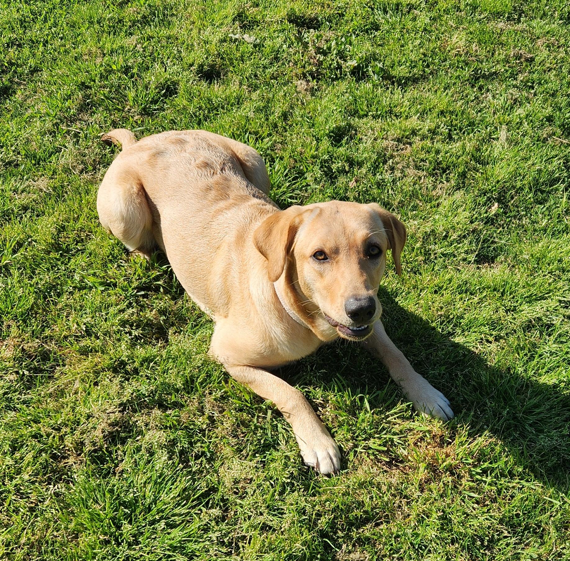 Enlarge Sallie Mae, a ADOPTABLE mixed breed in Siloam Springs, AR image 3/3