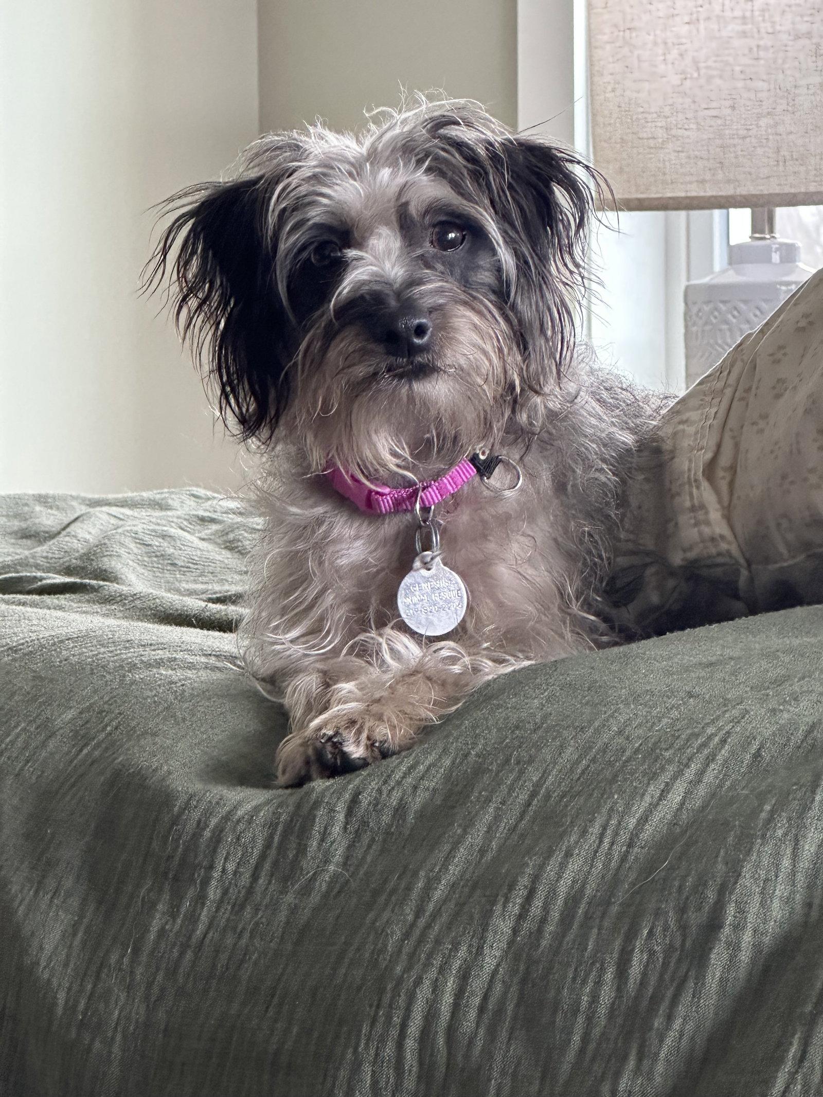 Enlarge Frannie, a Adopted mixed breed in Mattoon, IL image 1/2