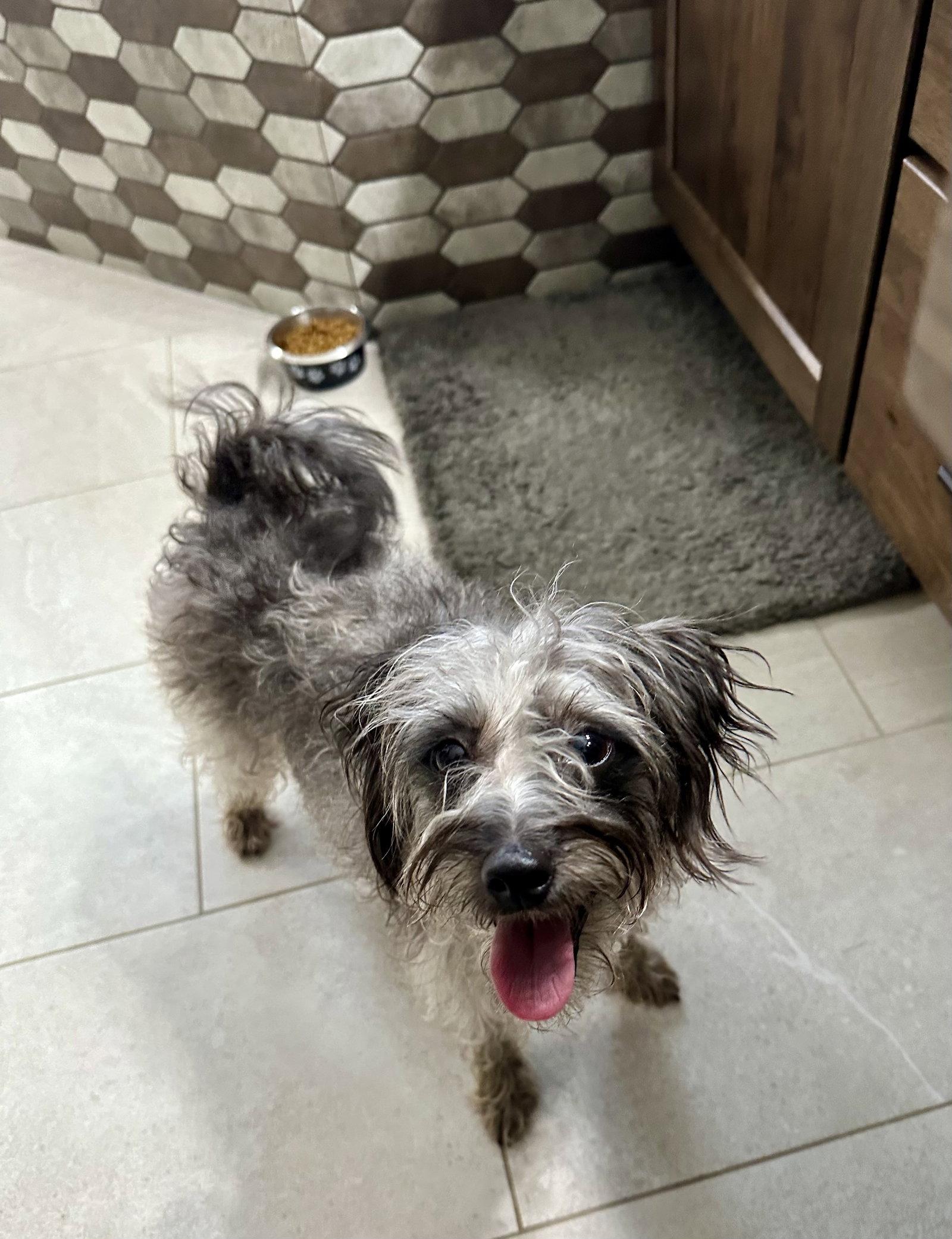 Enlarge Frannie, a Adopted mixed breed in Mattoon, IL image 2/2