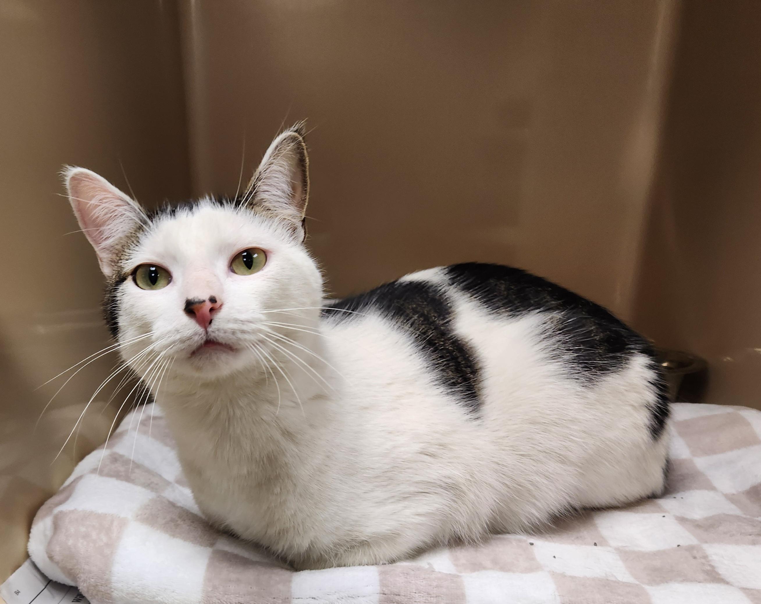 Enlarge AJ, a ADOPTABLE Domestic Short Hair in Clayton, NJ image 1/1