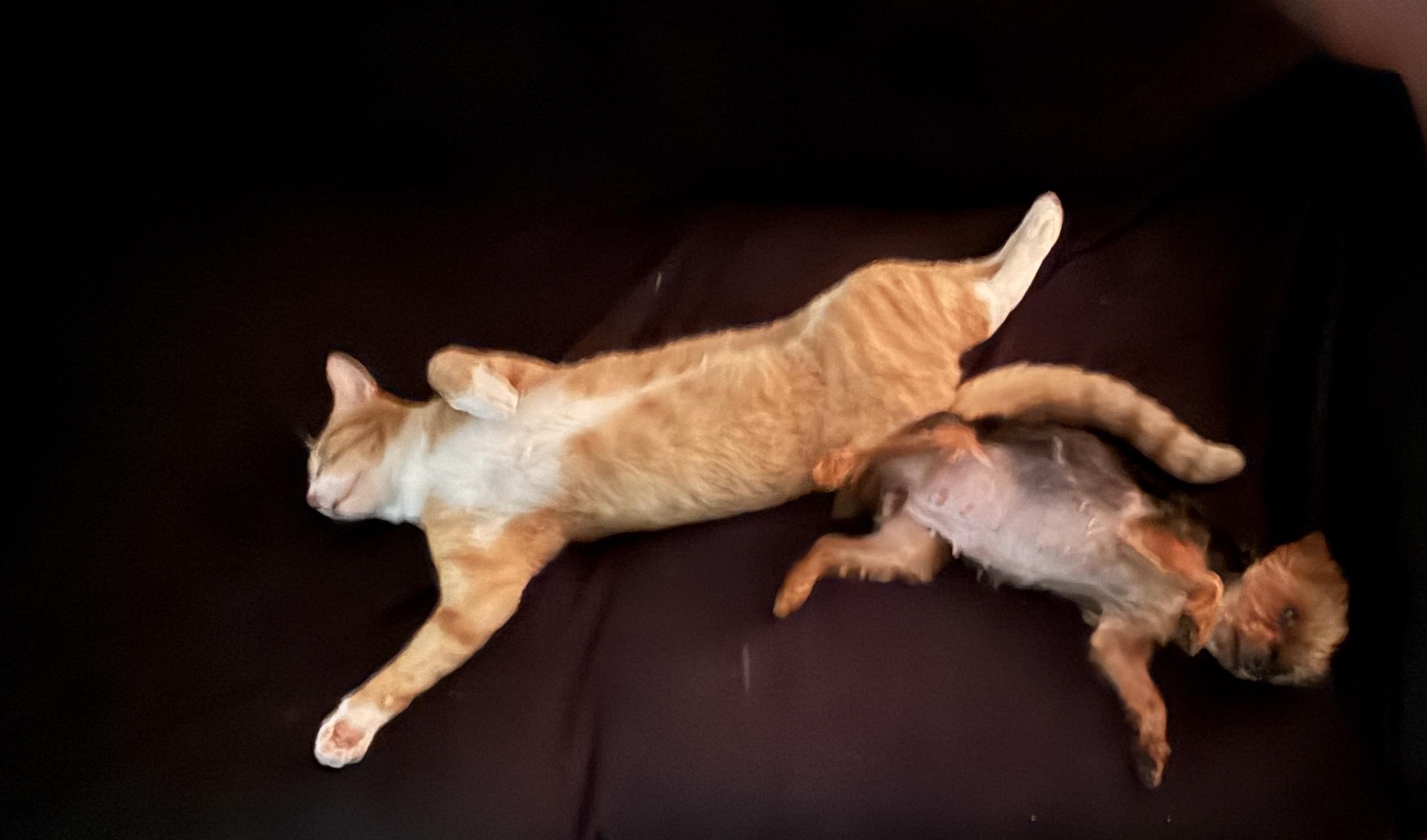 Meet Doctor Hadassah: Most precious teacup yorkie, an adoptable Yorkshire Terrier in Montclair, NJ image 6/6