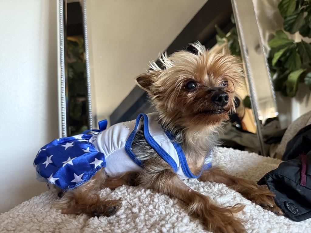 Meet Doctor Hadassah: Most precious teacup yorkie, Adoptable, Adult Female Yorkshire Terrier.