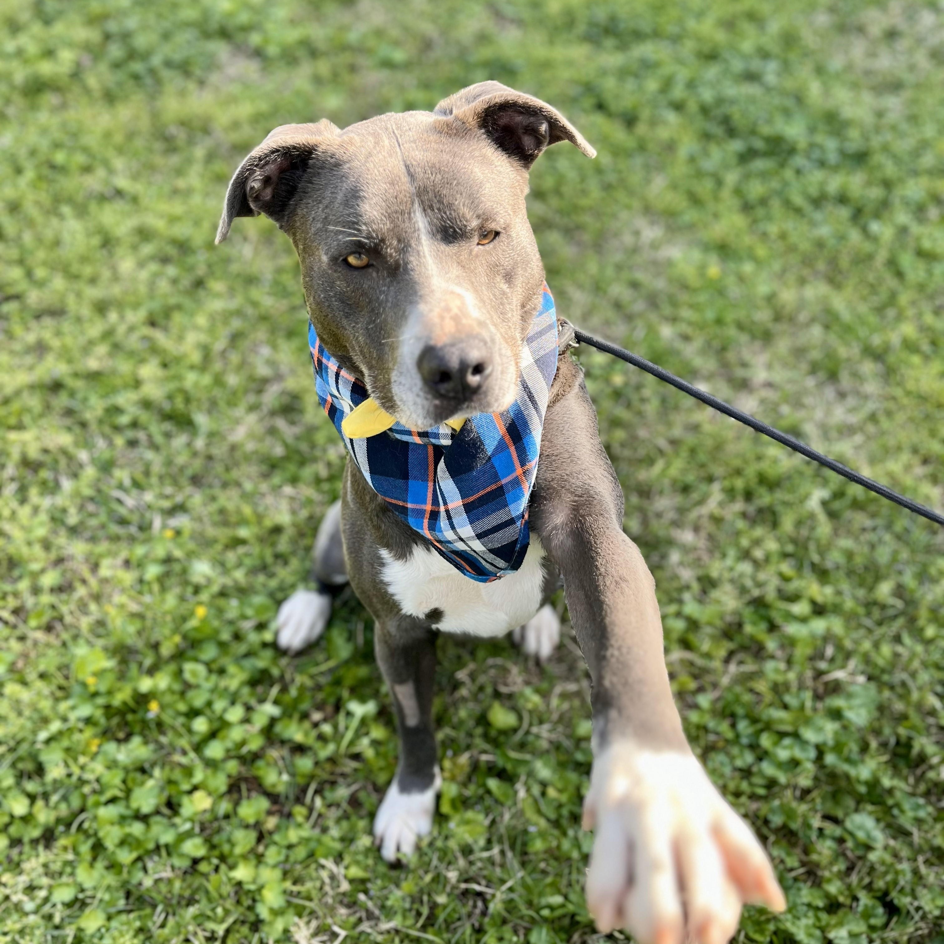 Mojito — thumbnail 5