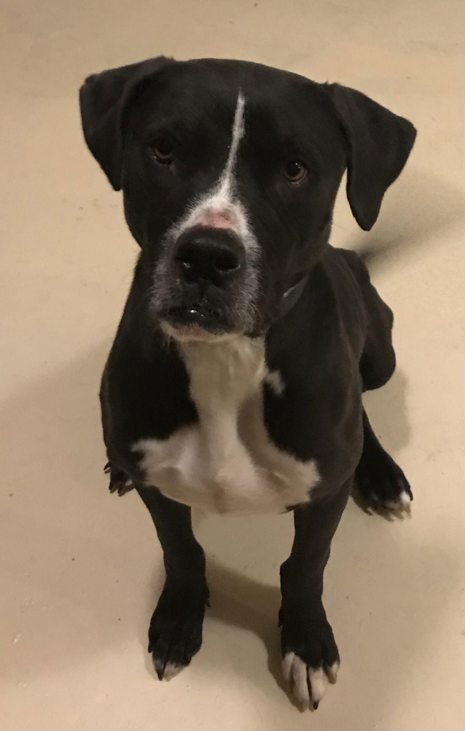 Enlarge Utah, a Adoptable mixed breed in Westminster, CO image 1/3