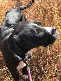 Utah, Adoptable, Adult Male Boxer & Pit Bull Terrier.