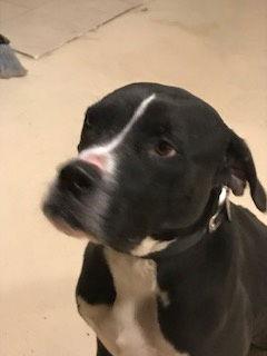 Enlarge Utah, a Adoptable mixed breed in Westminster, CO image 2/3