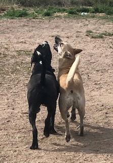 Enlarge Utah, a Adoptable mixed breed in Westminster, CO image 3/3