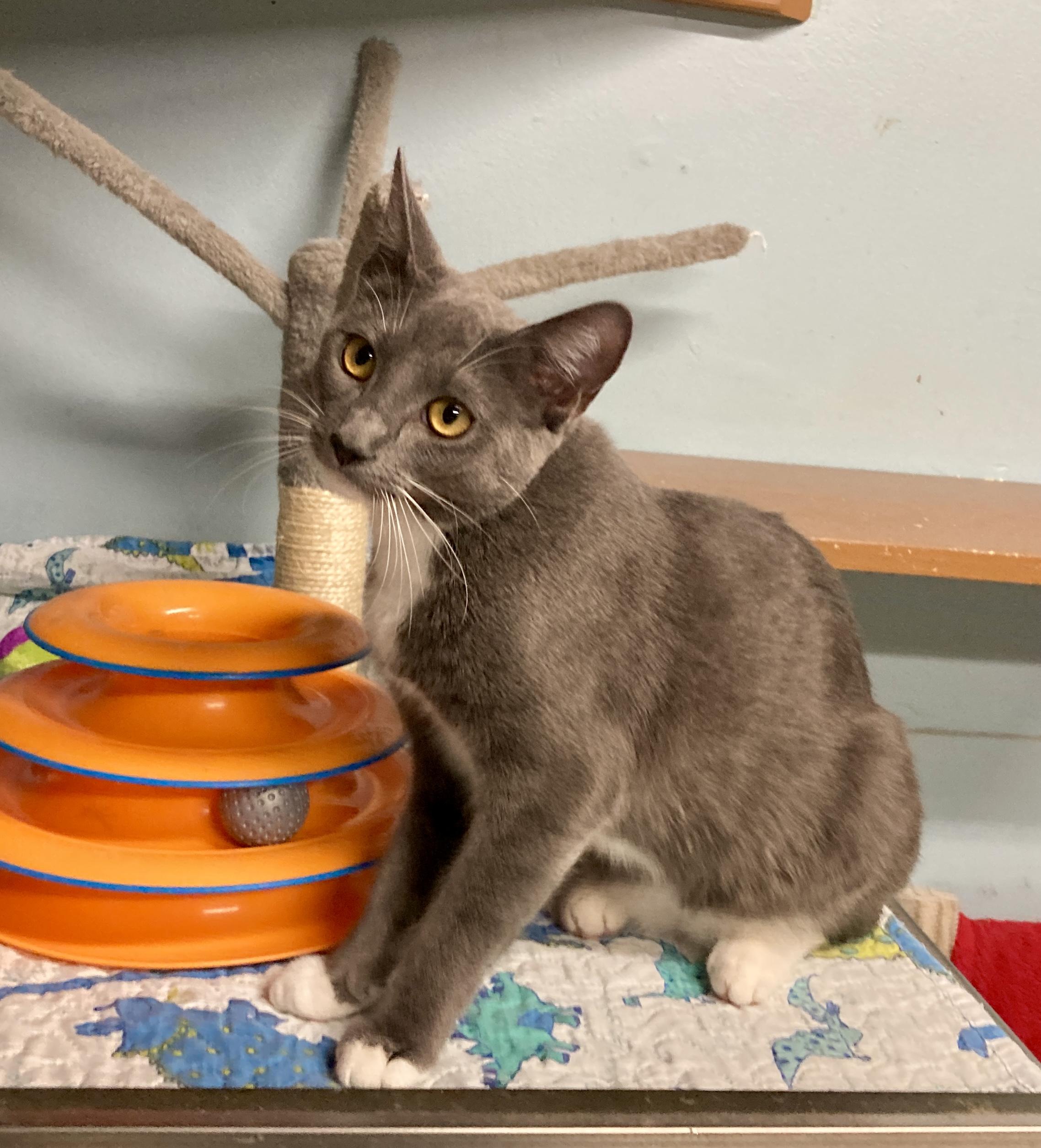 Lavender, an adopted mixed breed in Camp Pendleton, CA image 5/6