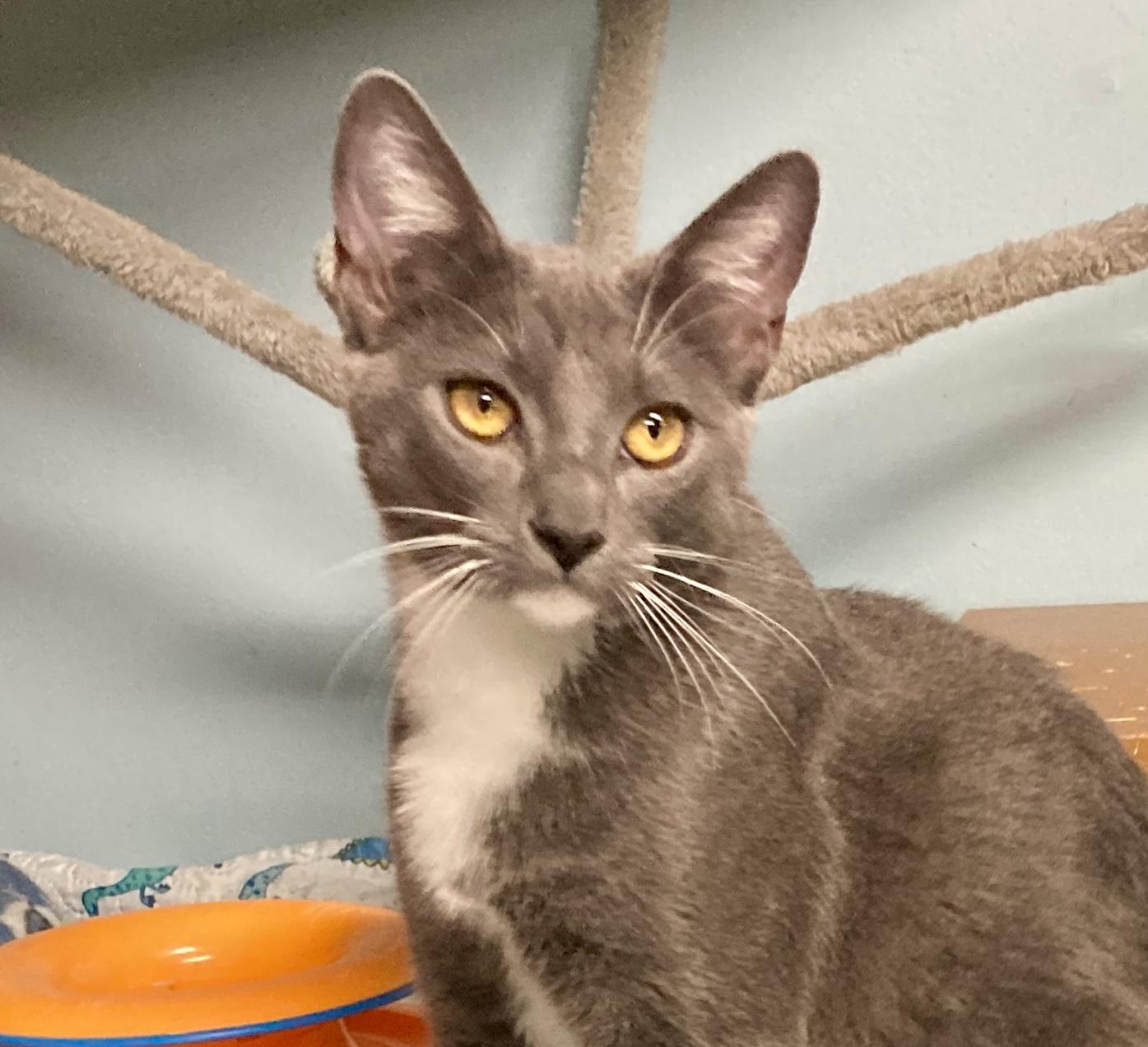 Lavender, adopted, Kitten Female Domestic Short Hair.