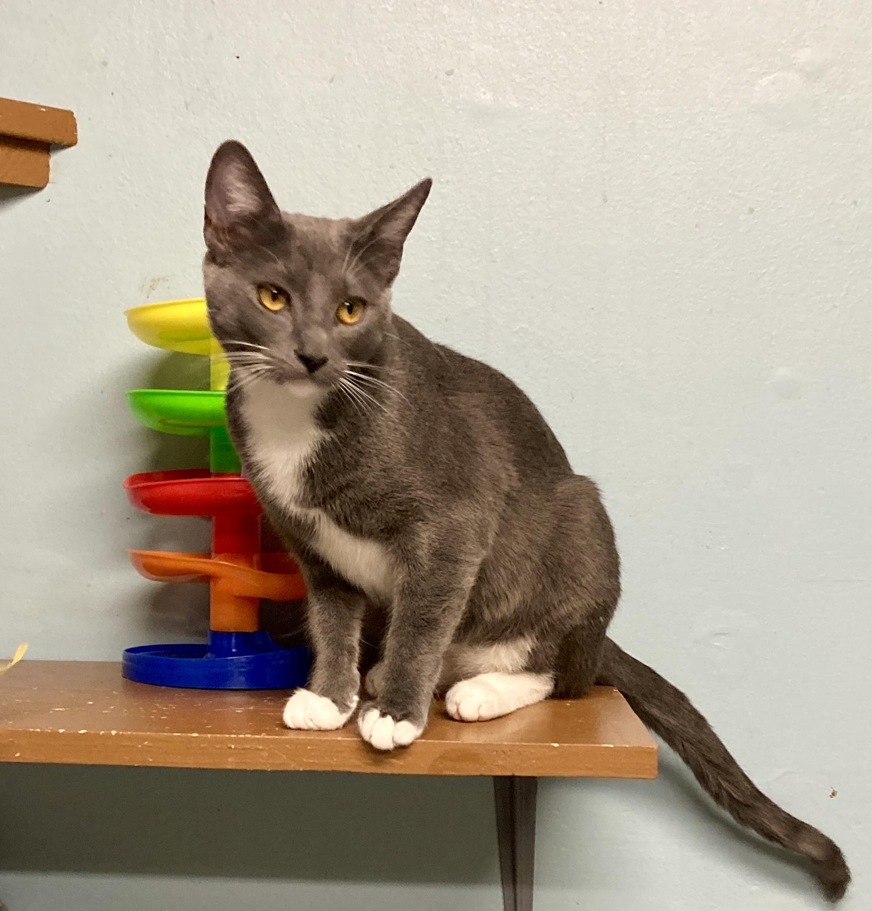 Lavender, an adopted mixed breed in Camp Pendleton, CA image 4/6