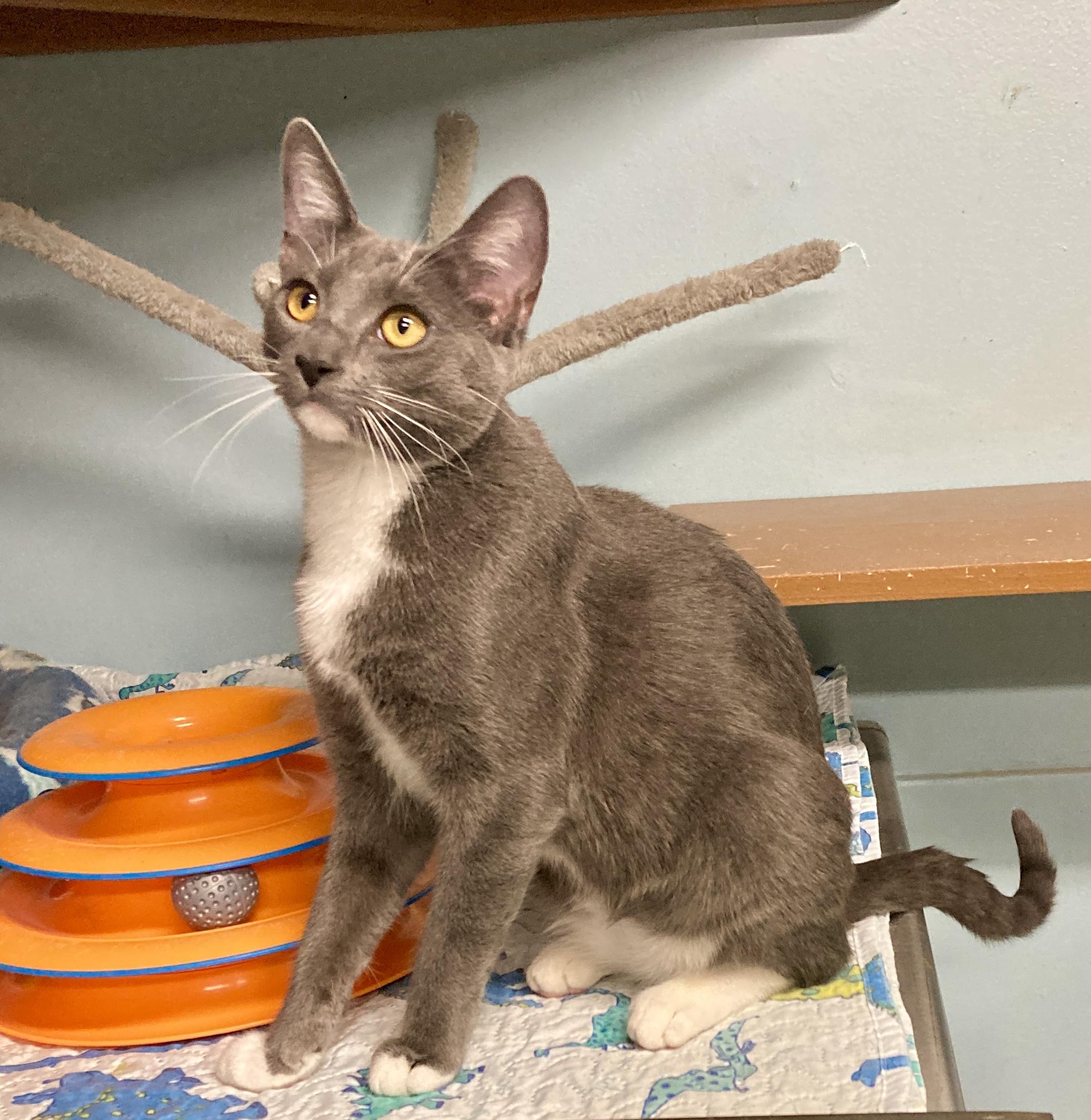 Lavender, an adopted mixed breed in Camp Pendleton, CA image 2/6