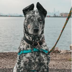 VIXEN, Adoptable, Adult Female Australian Cattle Dog / Blue Heeler.