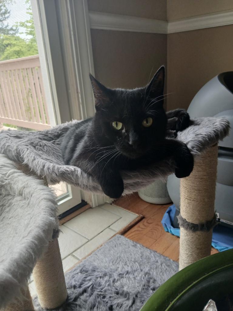 Emmy, Adoptable, Young Female Domestic Short Hair.