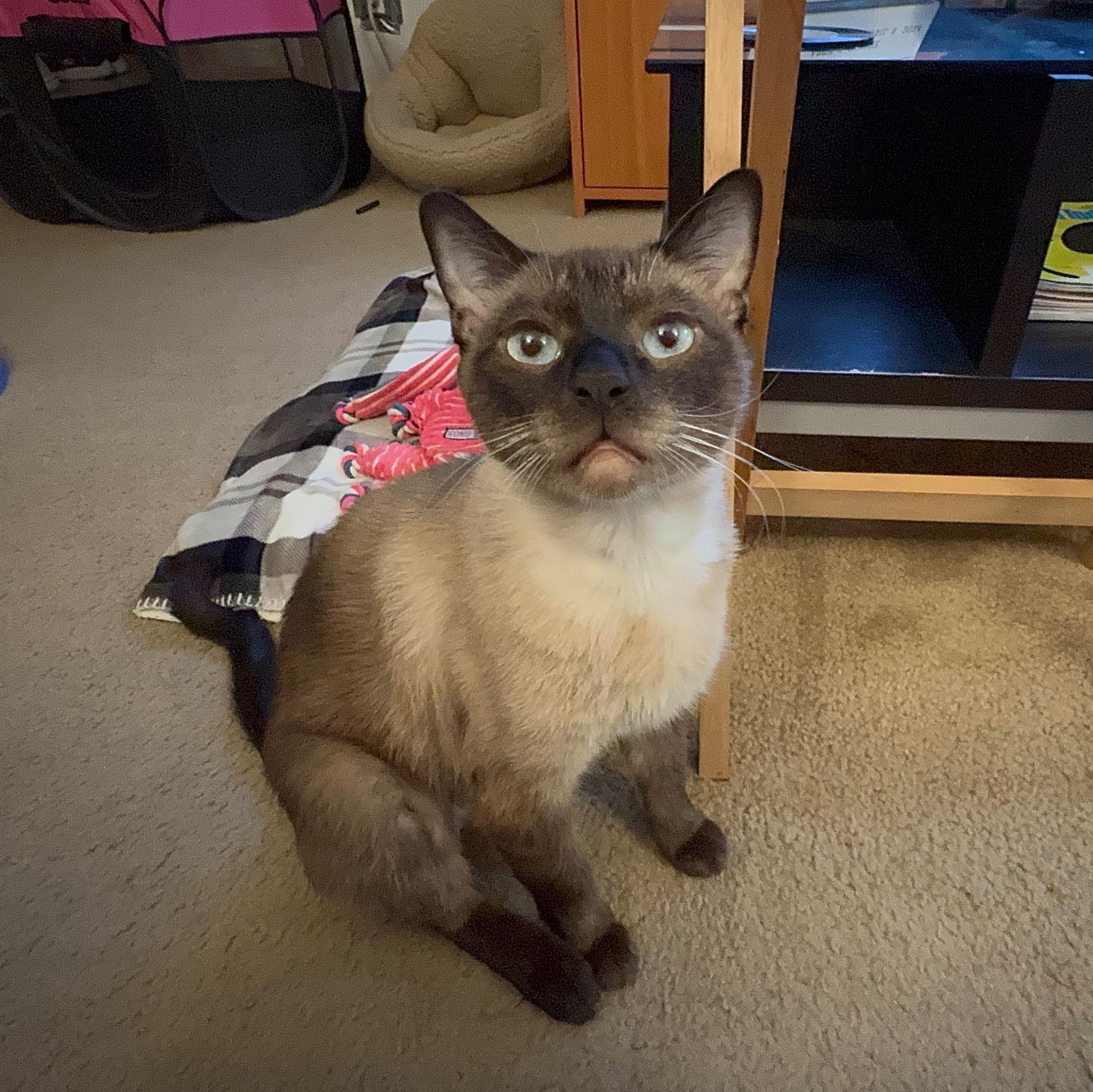 Meet Zephyr a 1-year-old Siamese sweetheart with a gentle spirit and a heart full of love Like his