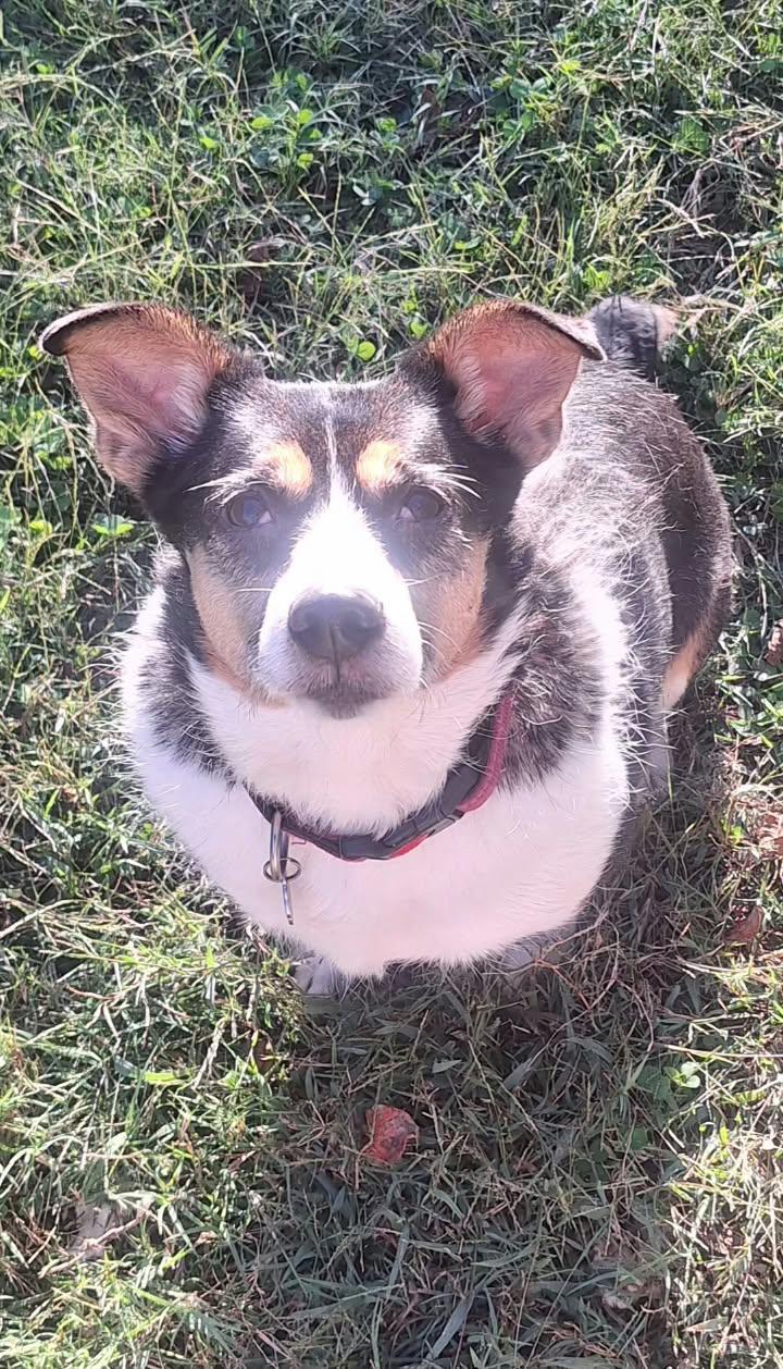 Enlarge LuLu, a Adoptable mixed breed in Oak ridge, TN image 5/6