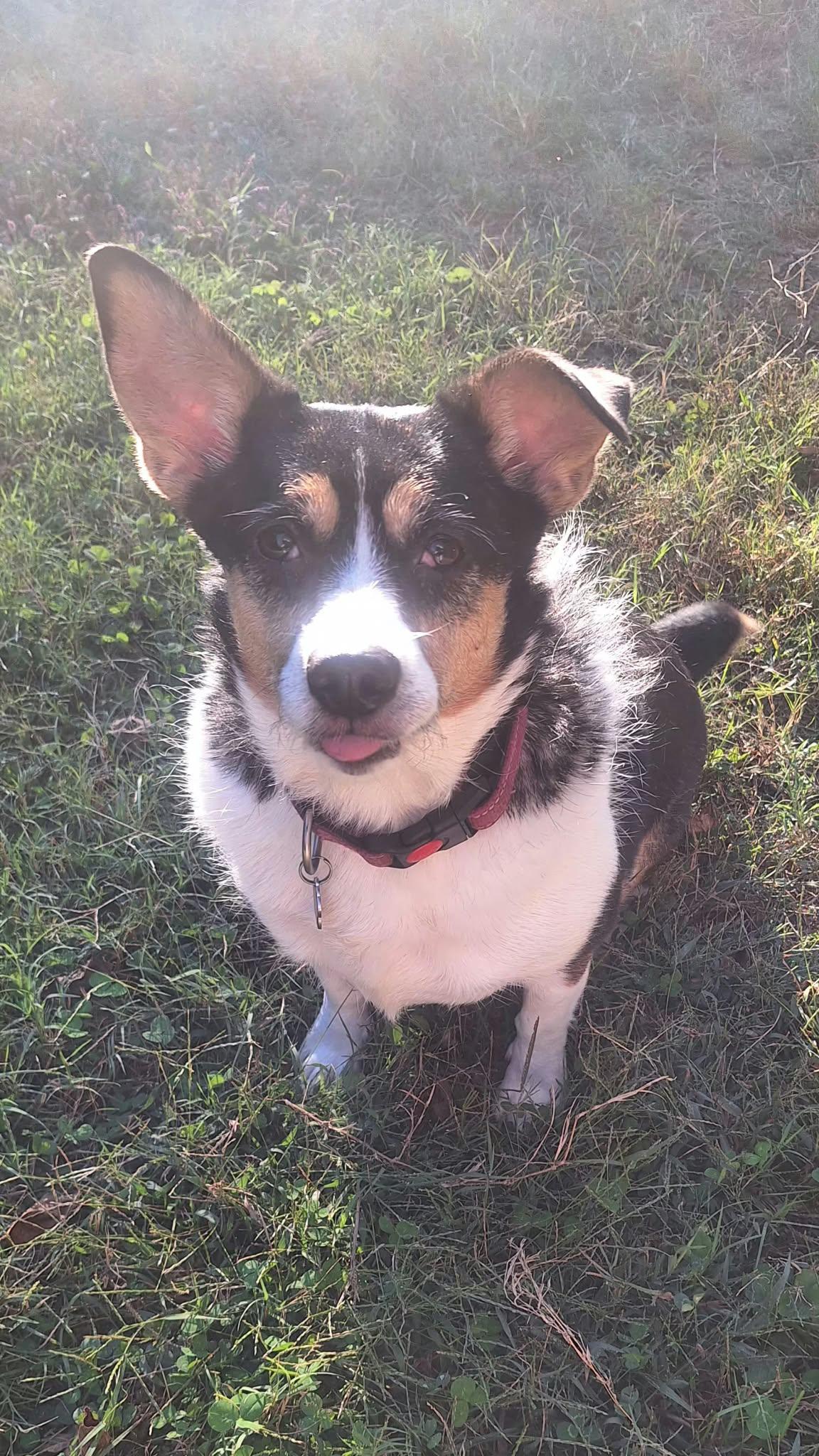 Enlarge LuLu, a Adoptable mixed breed in Oak ridge, TN image 6/6