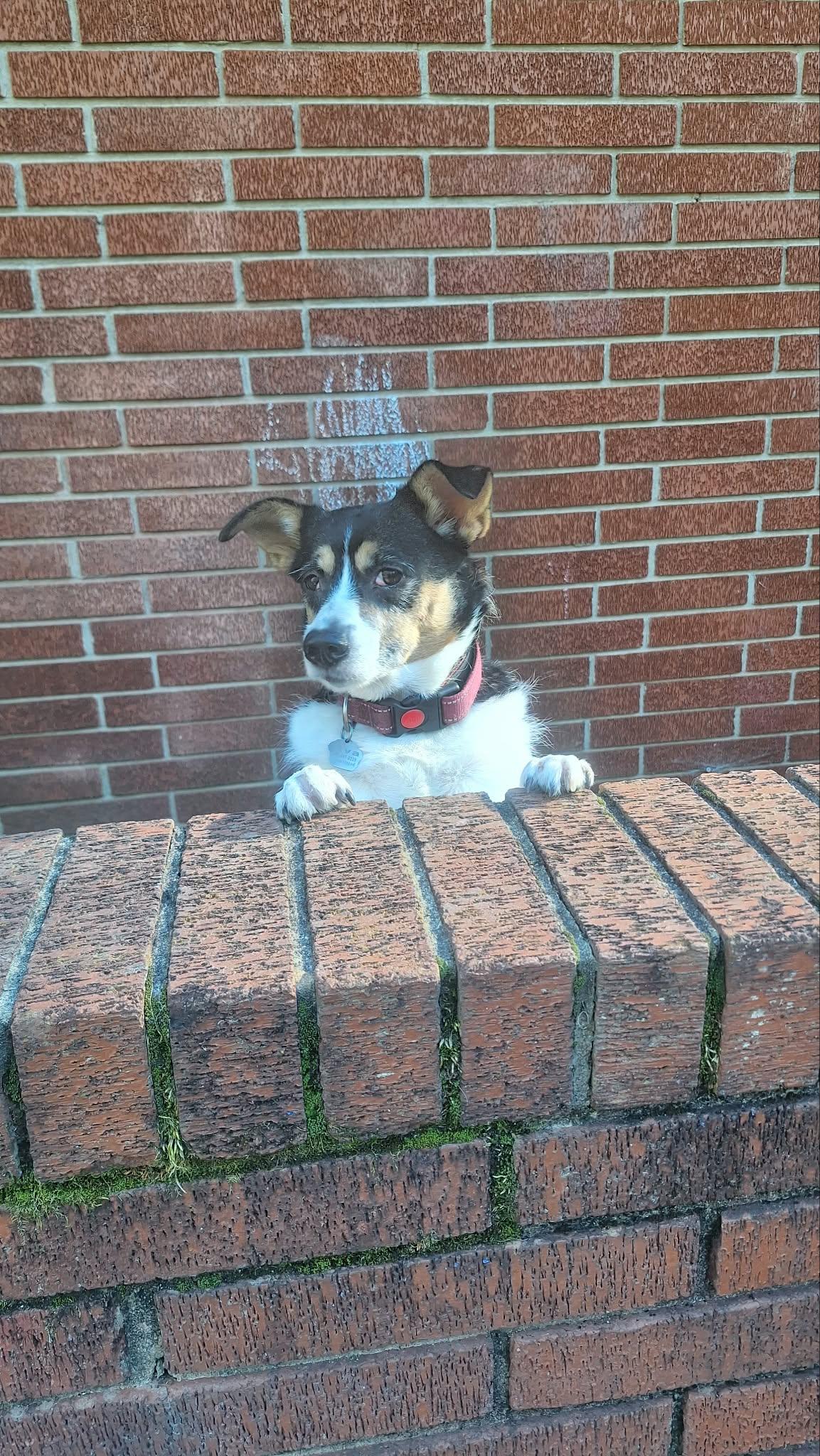 Enlarge LuLu, a Adoptable mixed breed in Oak ridge, TN image 4/6