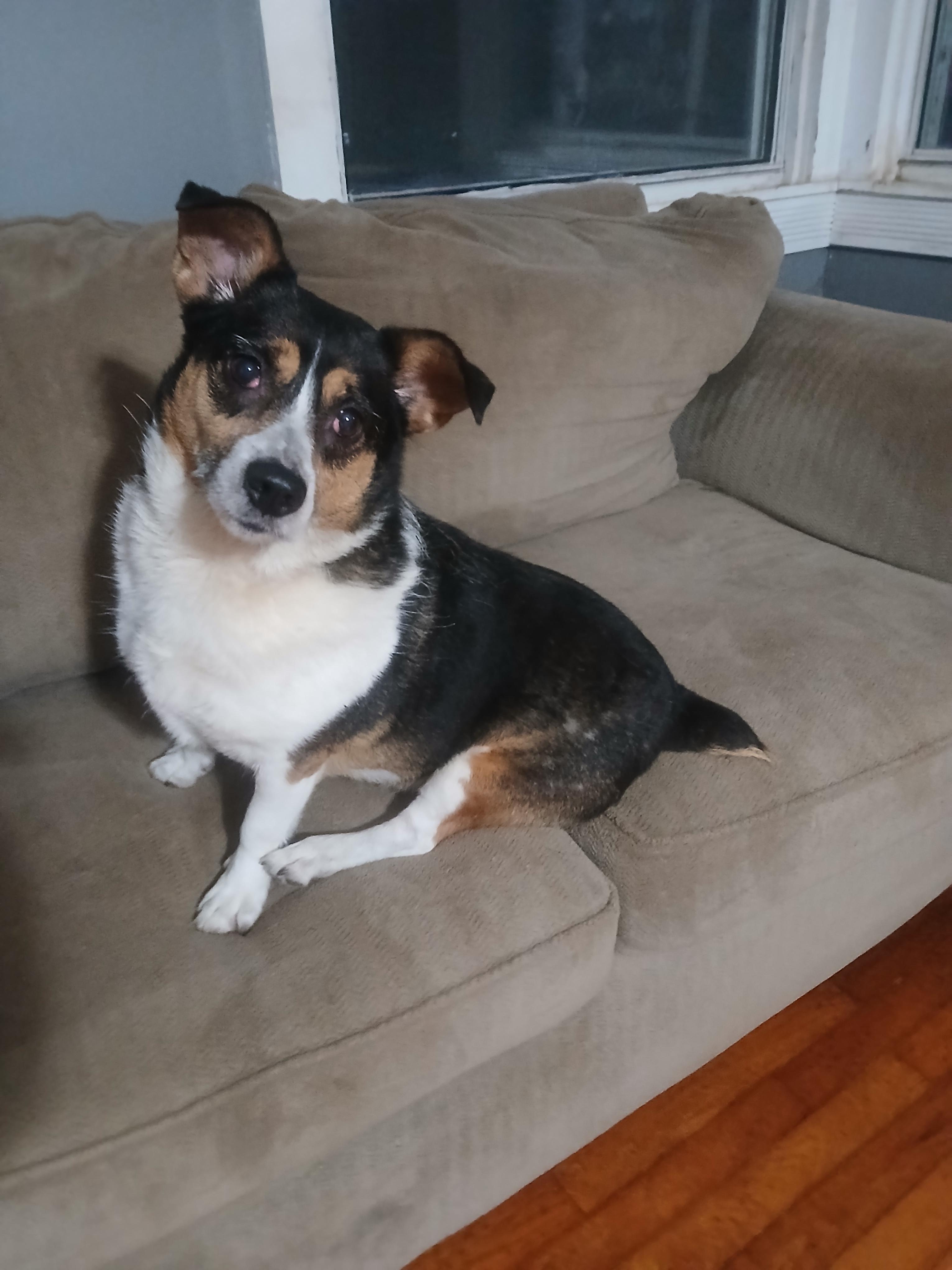 LuLu, Adoptable, Adult Female Corgi & Wirehaired Terrier.
