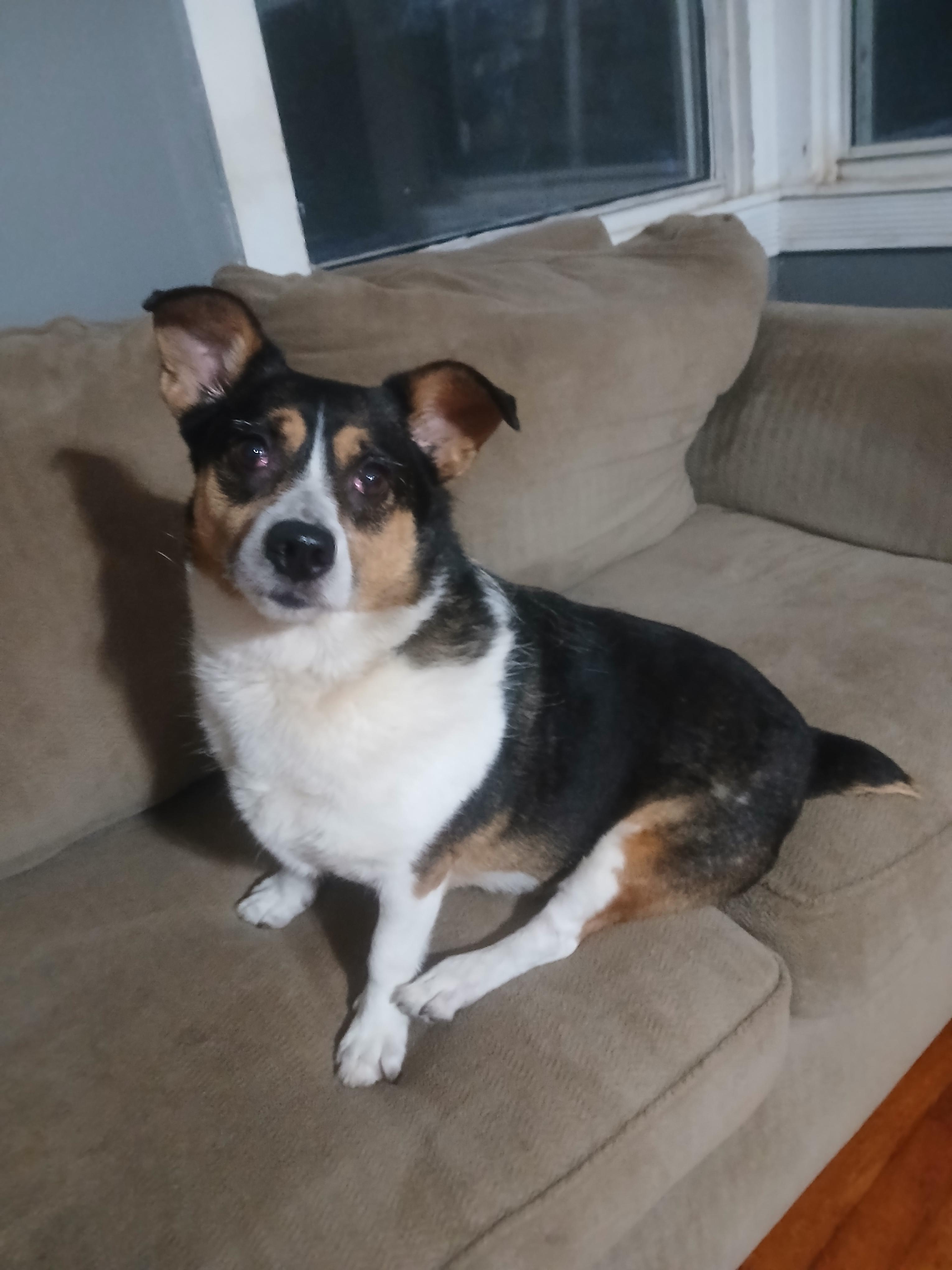 Enlarge LuLu, a Adoptable mixed breed in Philpot, KY image 2/3