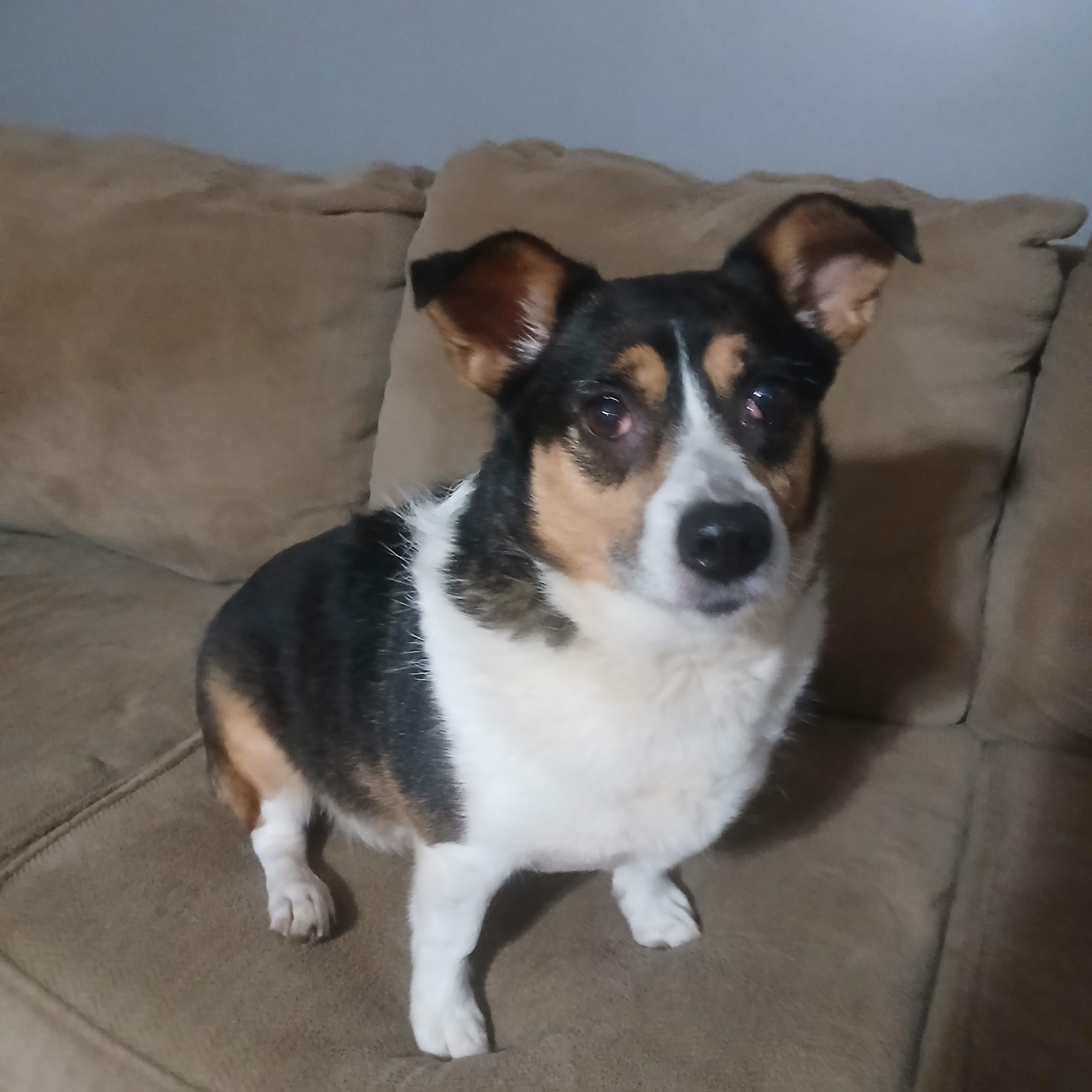 Enlarge LuLu, a Adoptable mixed breed in Philpot, KY image 3/3