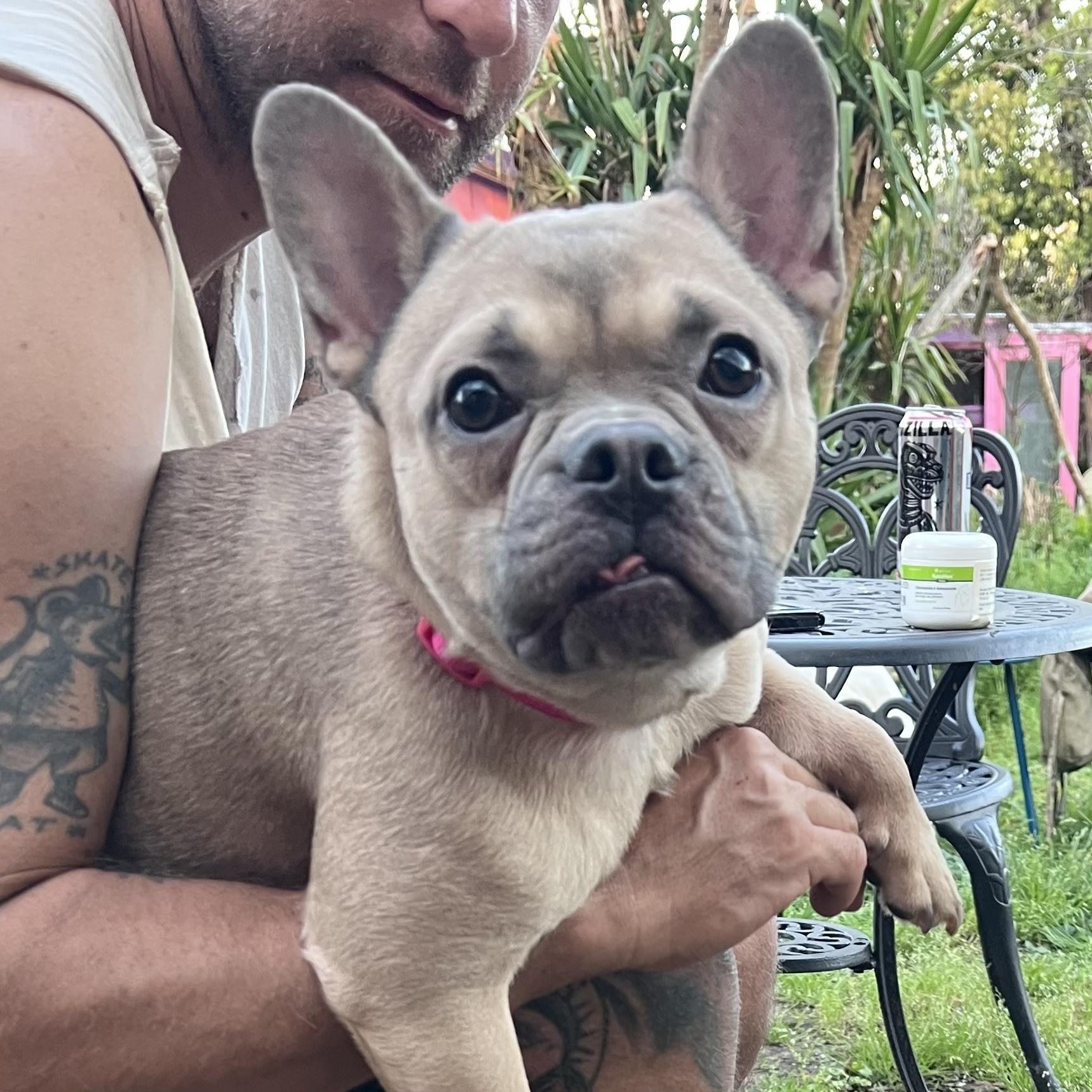 Enlarge Didi (cat friendly!), an adopted French Bulldog in New Orleans, LA image 1/2