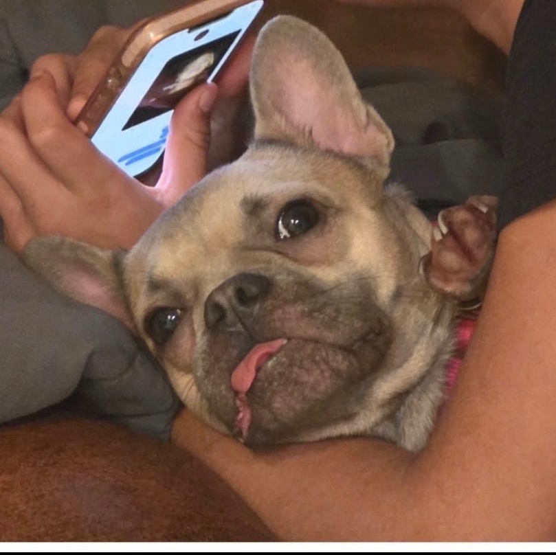 Enlarge Didi (cat friendly!), an adopted French Bulldog in New Orleans, LA image 2/2