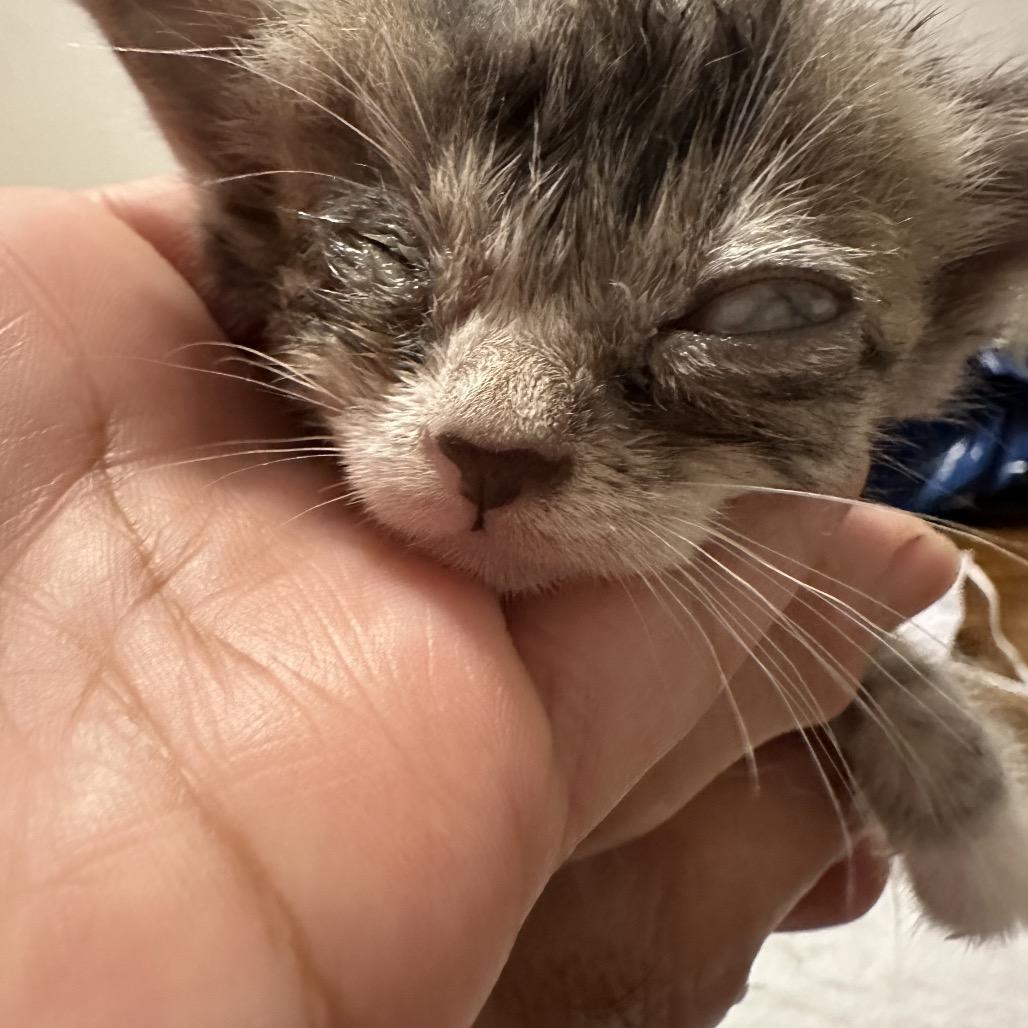 Mocha (Mount Grove 2), Adoptable, Kitten Female Domestic Short Hair.