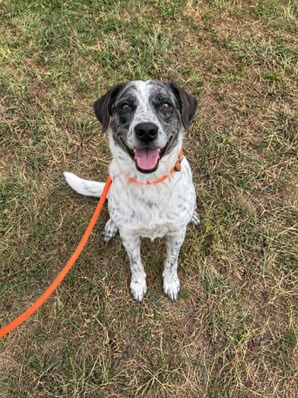 Daisy, Adoptable, Adult Female Australian Cattle Dog / Blue Heeler.