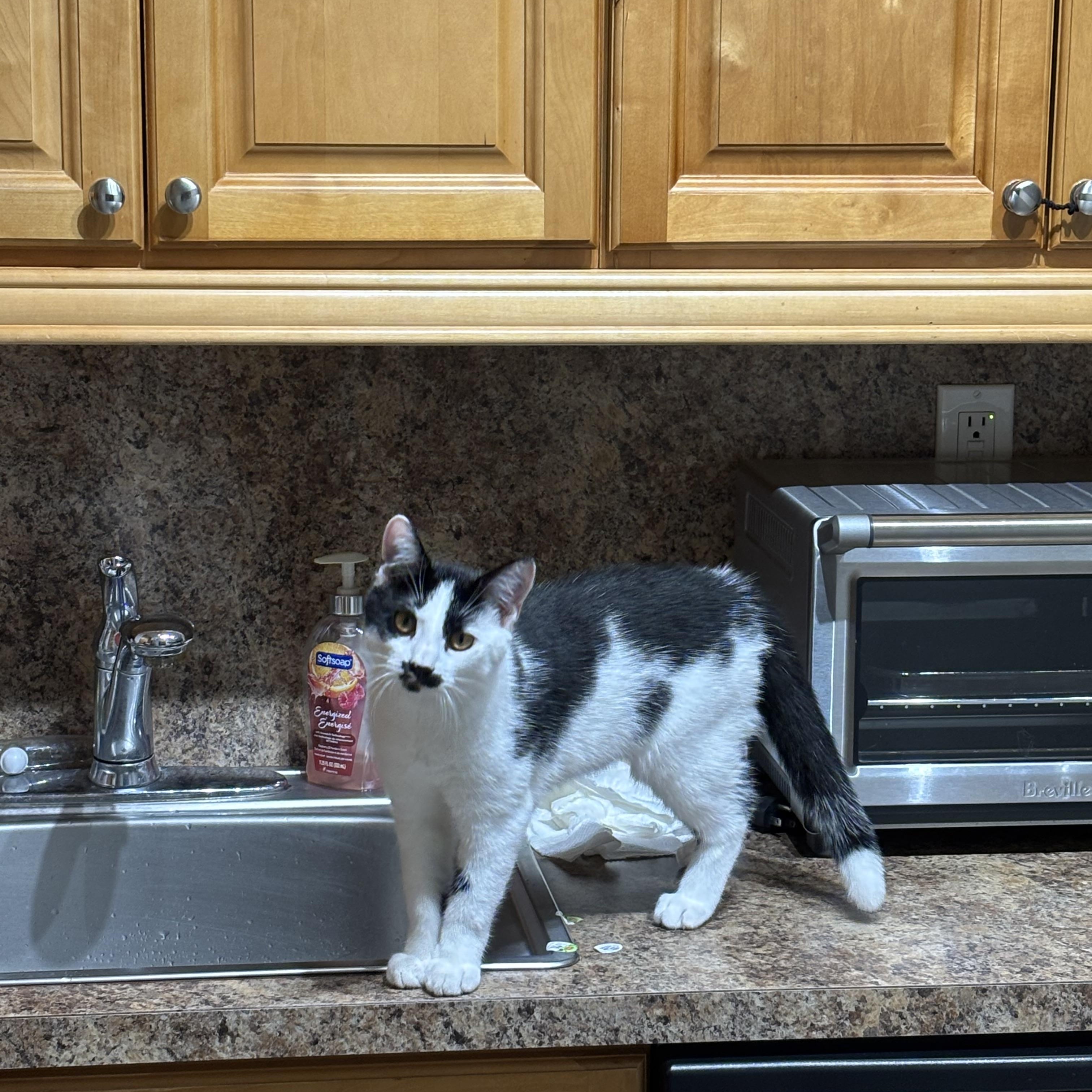 Enlarge Marshmallow, a Adopted American Shorthair in Brooklyn, NY image 2/5