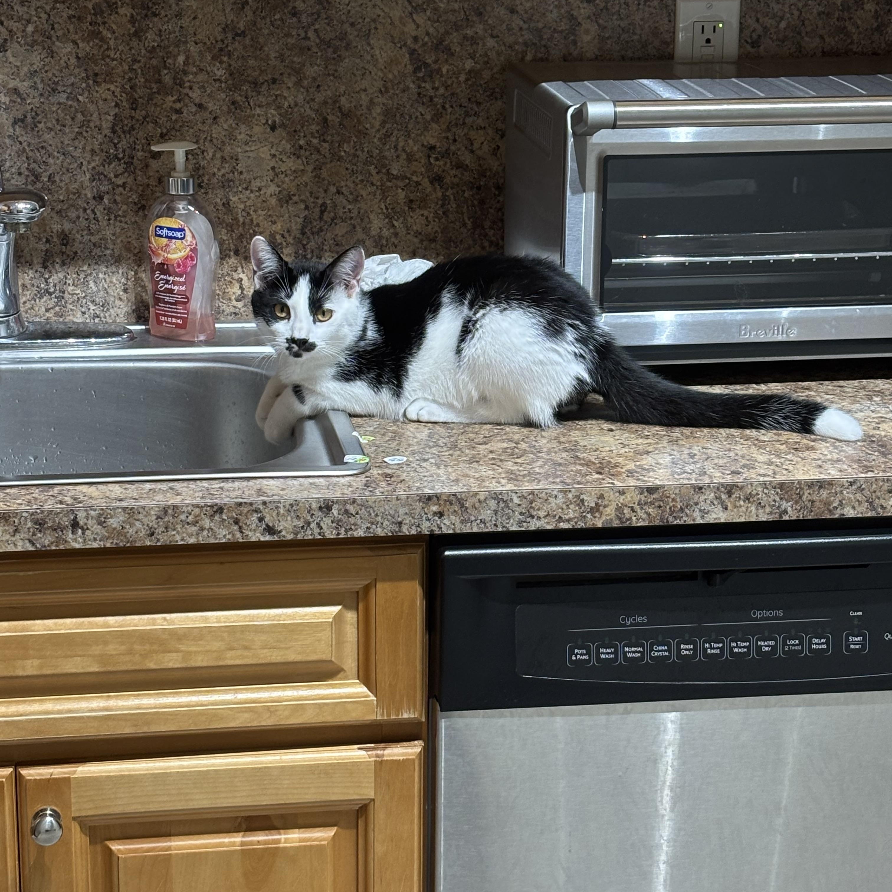 Enlarge Marshmallow, a Adopted American Shorthair in Brooklyn, NY image 3/5