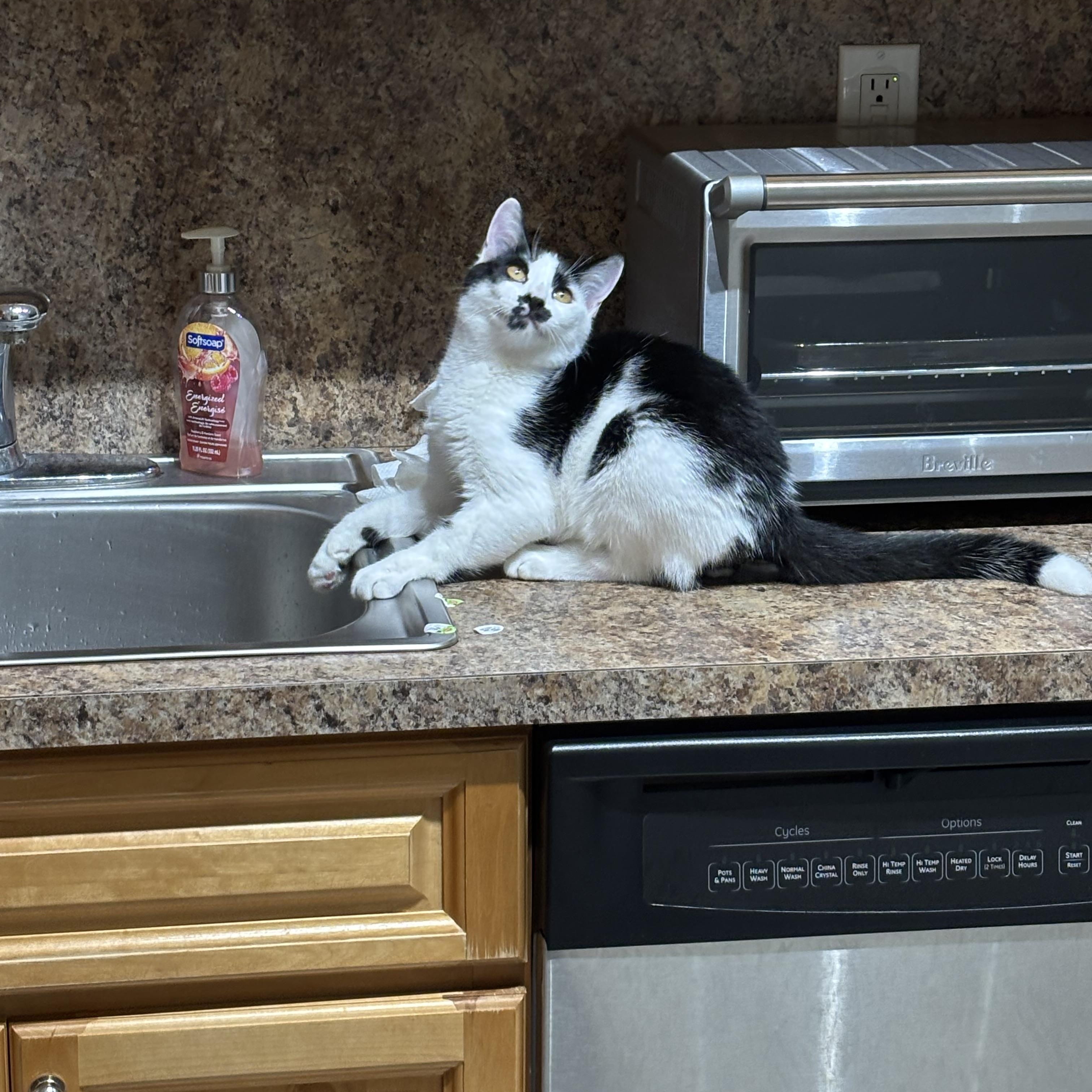 Enlarge Marshmallow, a Adopted American Shorthair in Brooklyn, NY image 1/5