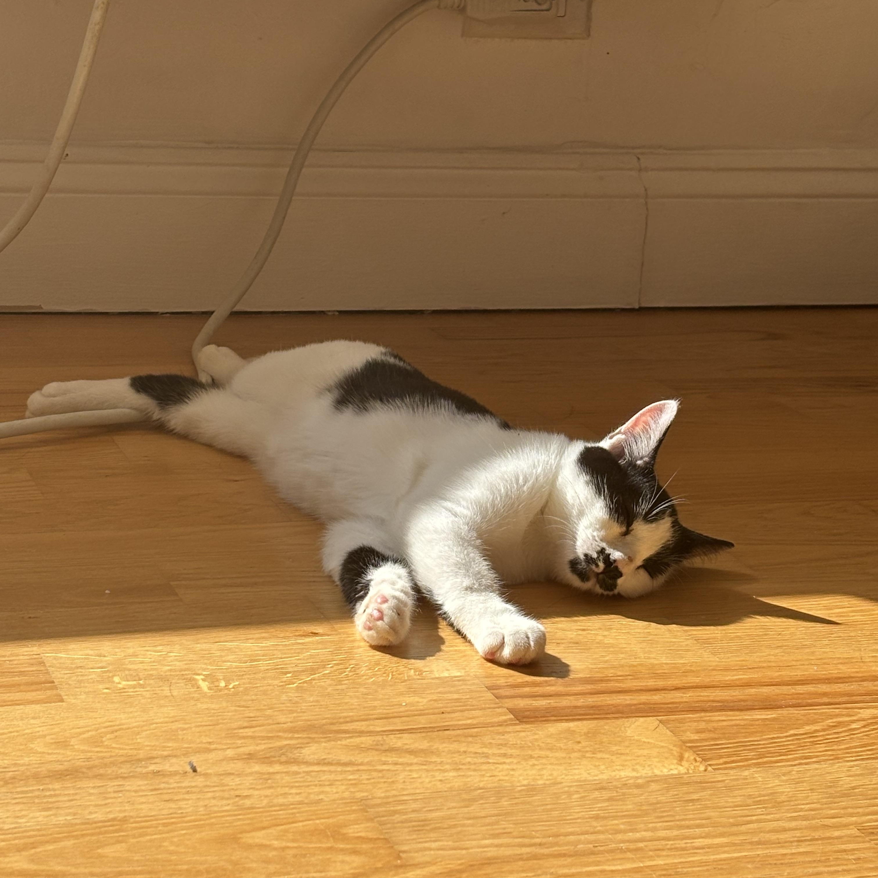 Enlarge Marshmallow, a Adopted American Shorthair in Brooklyn, NY image 5/5